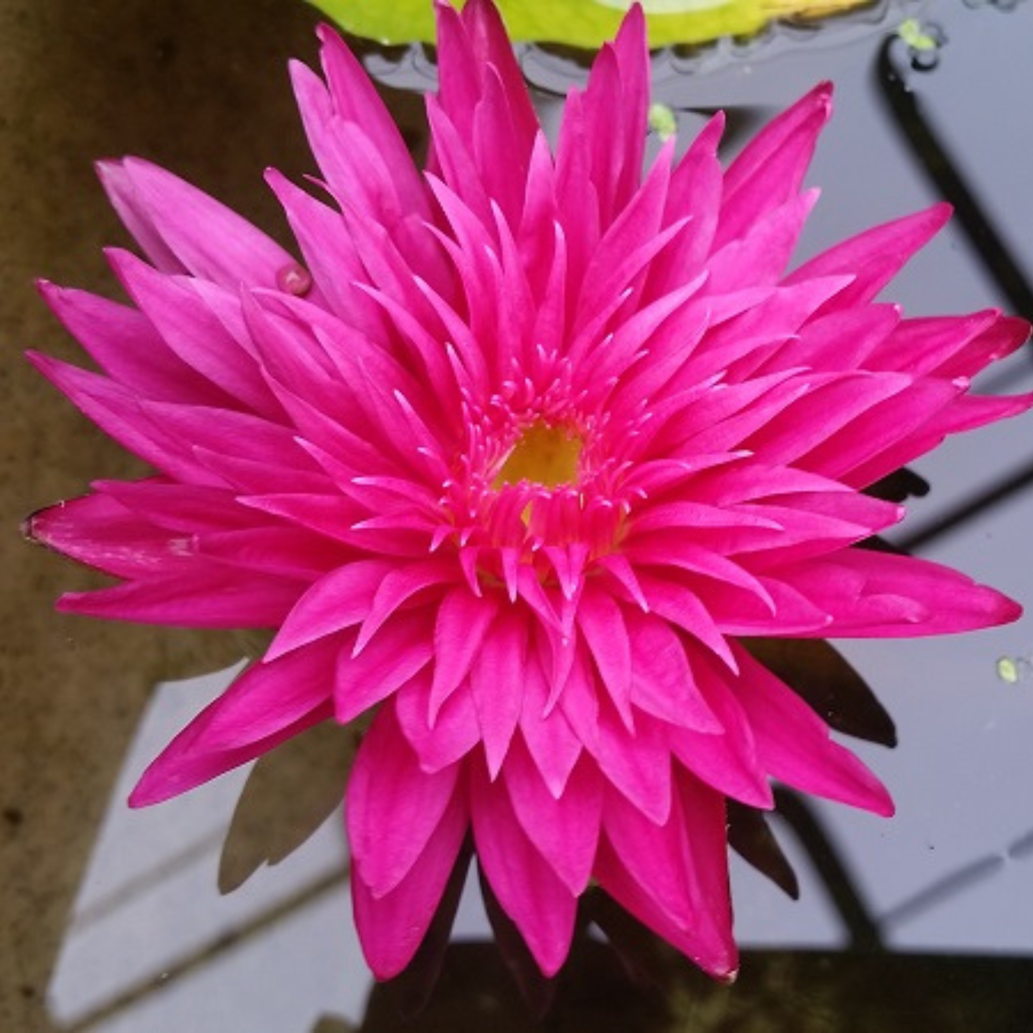DZ Nymphaea Valentine - view 5