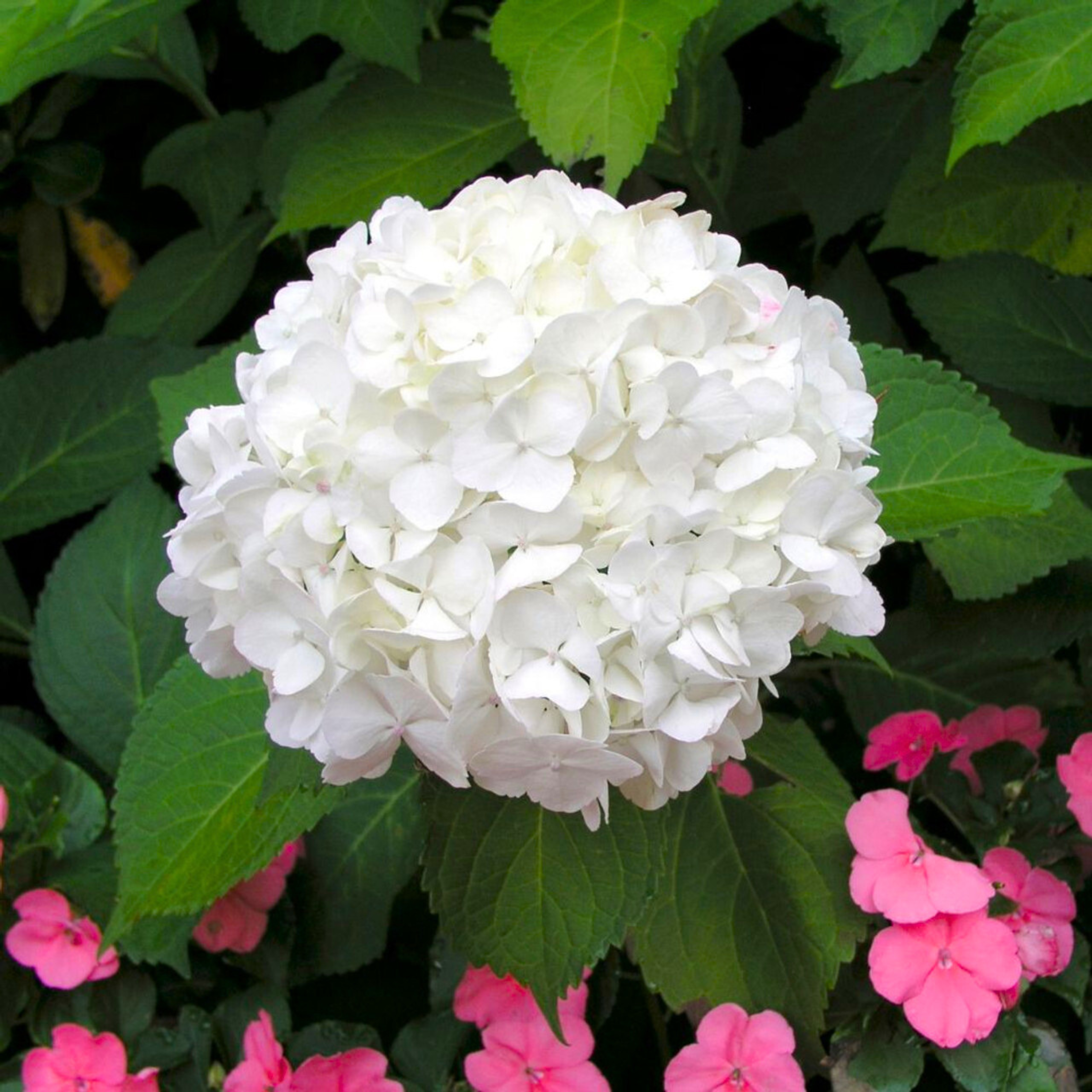 MR Hydrangea White (Hydrangea macrophylla) Flowering Live Plant