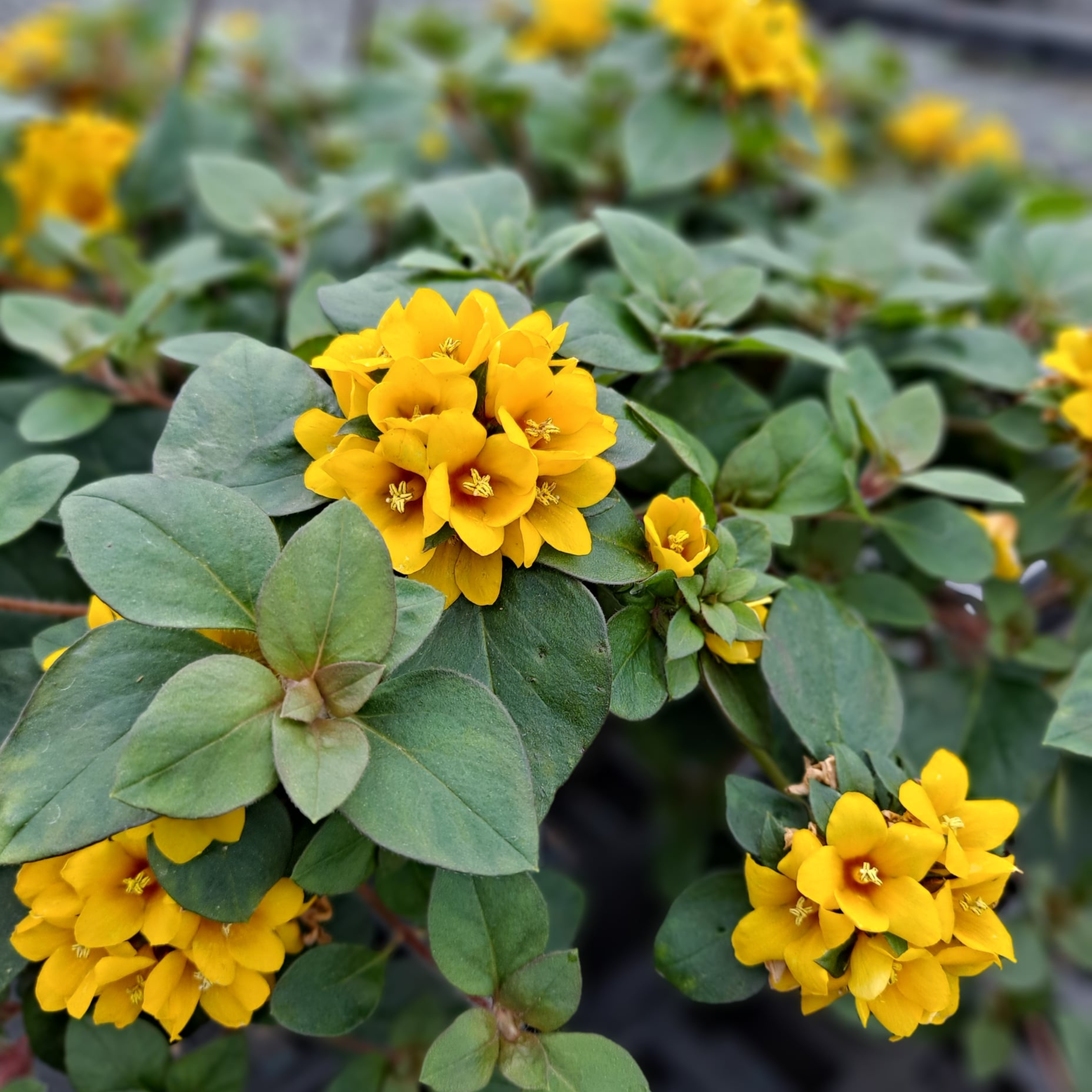 MR Golden Globes Loosestrife / Creeping Jenny (Lysimachia congestiflora) Rare Flowering Live Plant