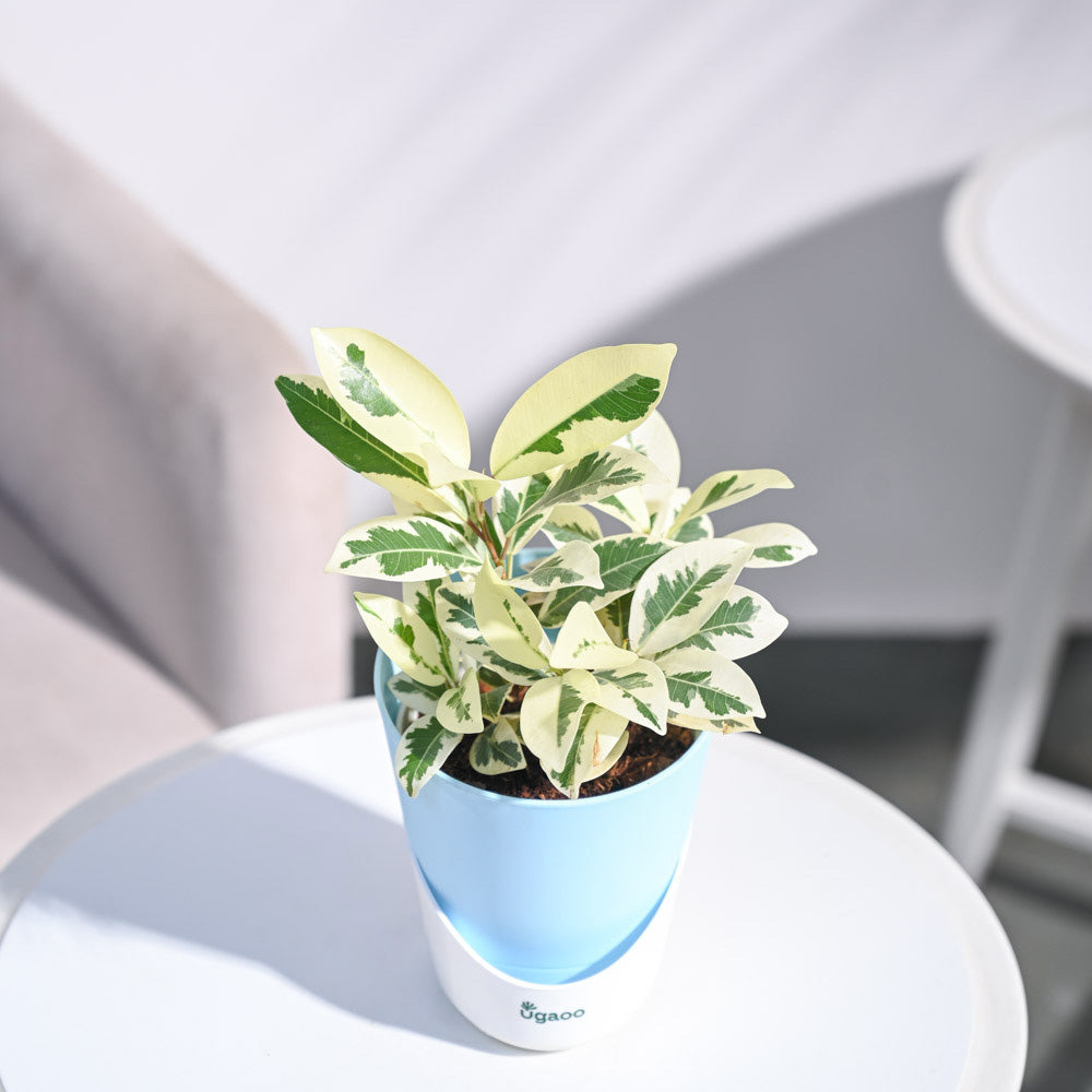 Ugaoo Ficus Prestige Plant - view 118