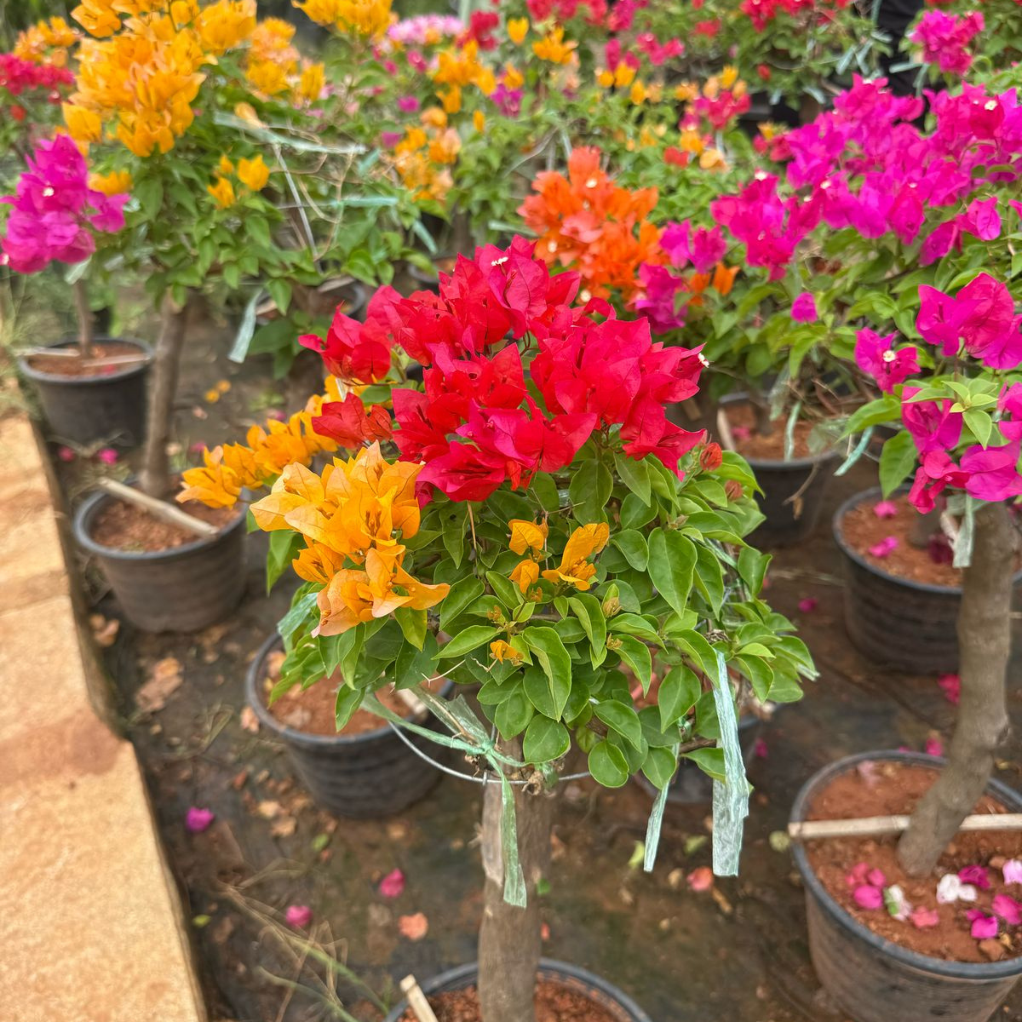 MR Bougainvillea Multi Graft (Paper Flower) Rare Flowering Live Plant - view 2