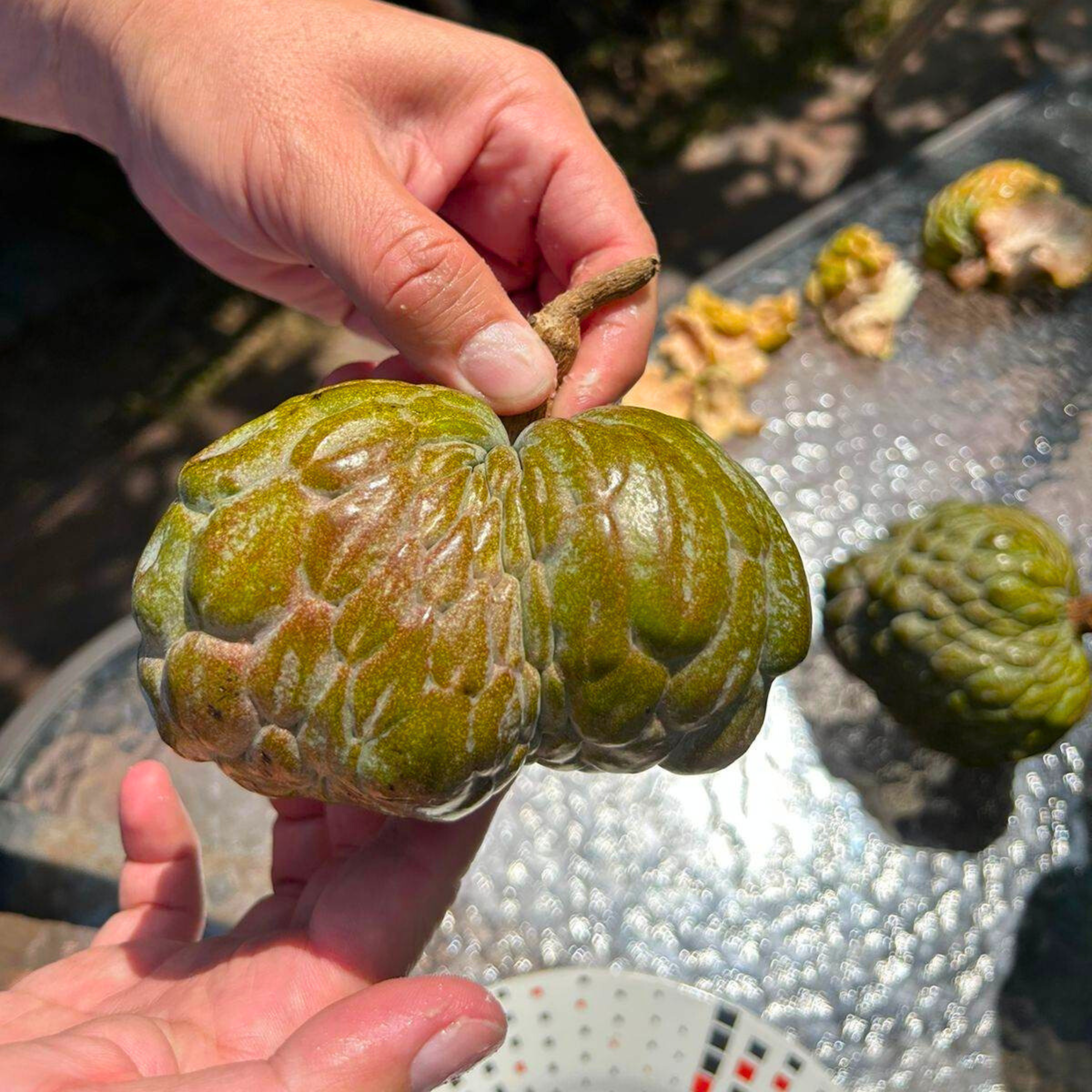 VL Red Spot (Annona reticulata) Fruit Live Plant