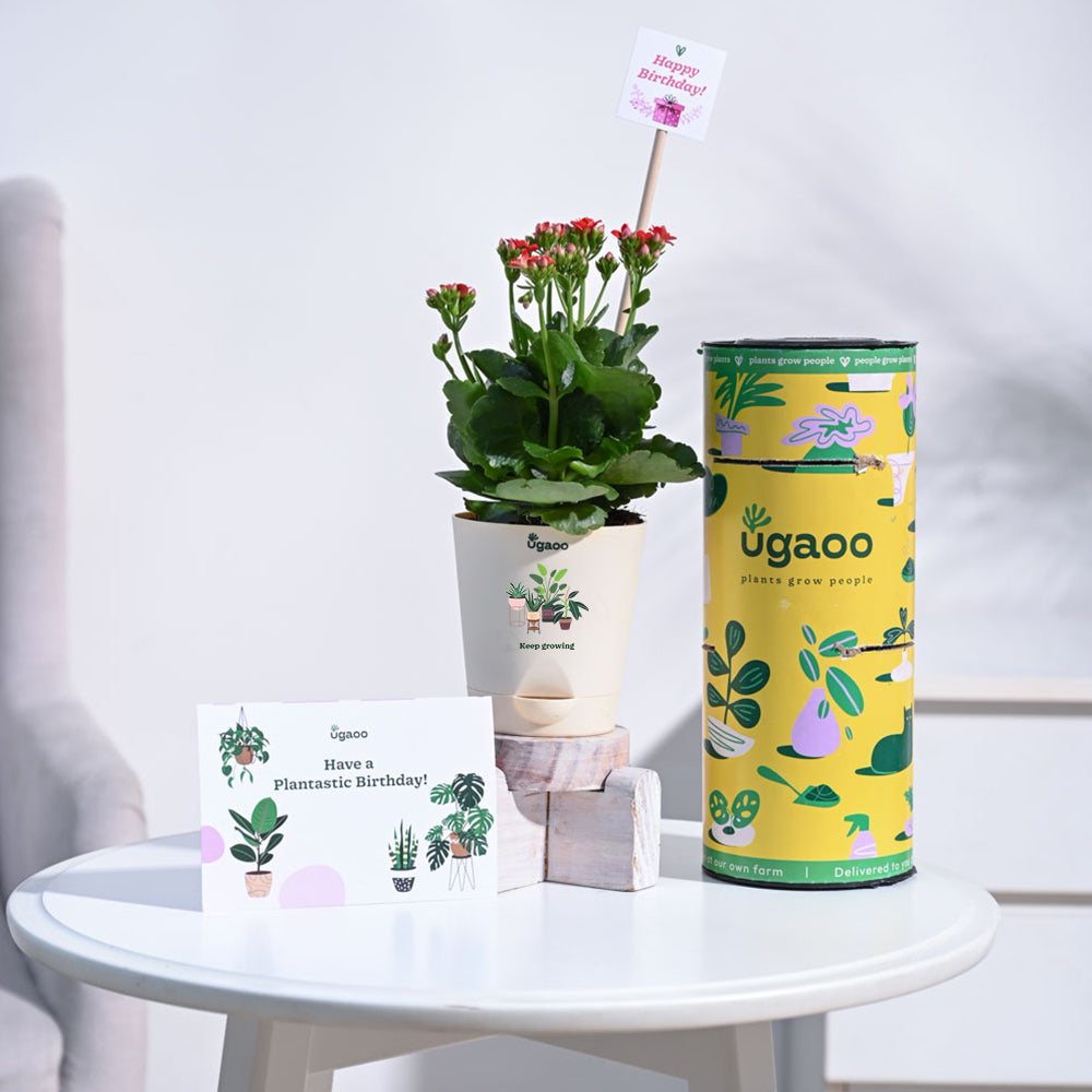Ugaoo Kalanchoe - Red Birthday Gift Hamper - view 2