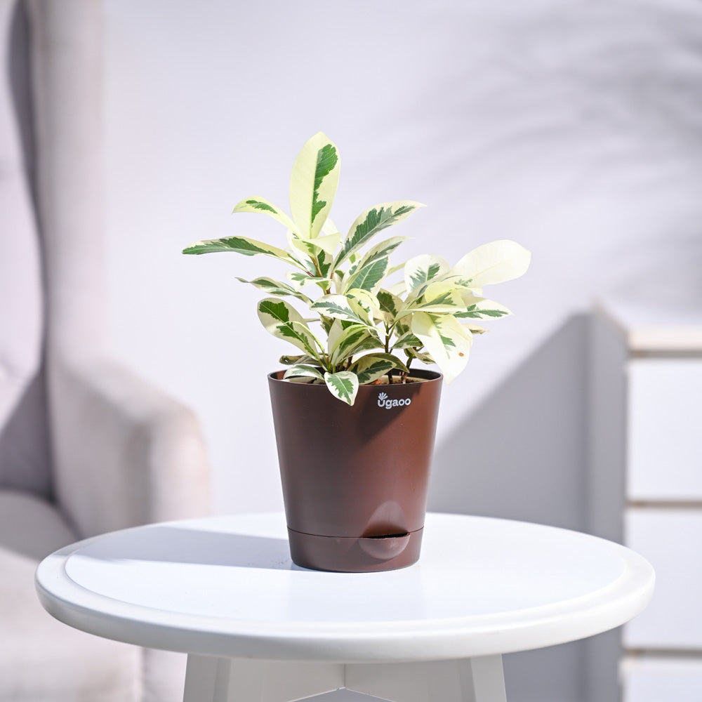 Ugaoo Ficus Prestige Plant - view 87