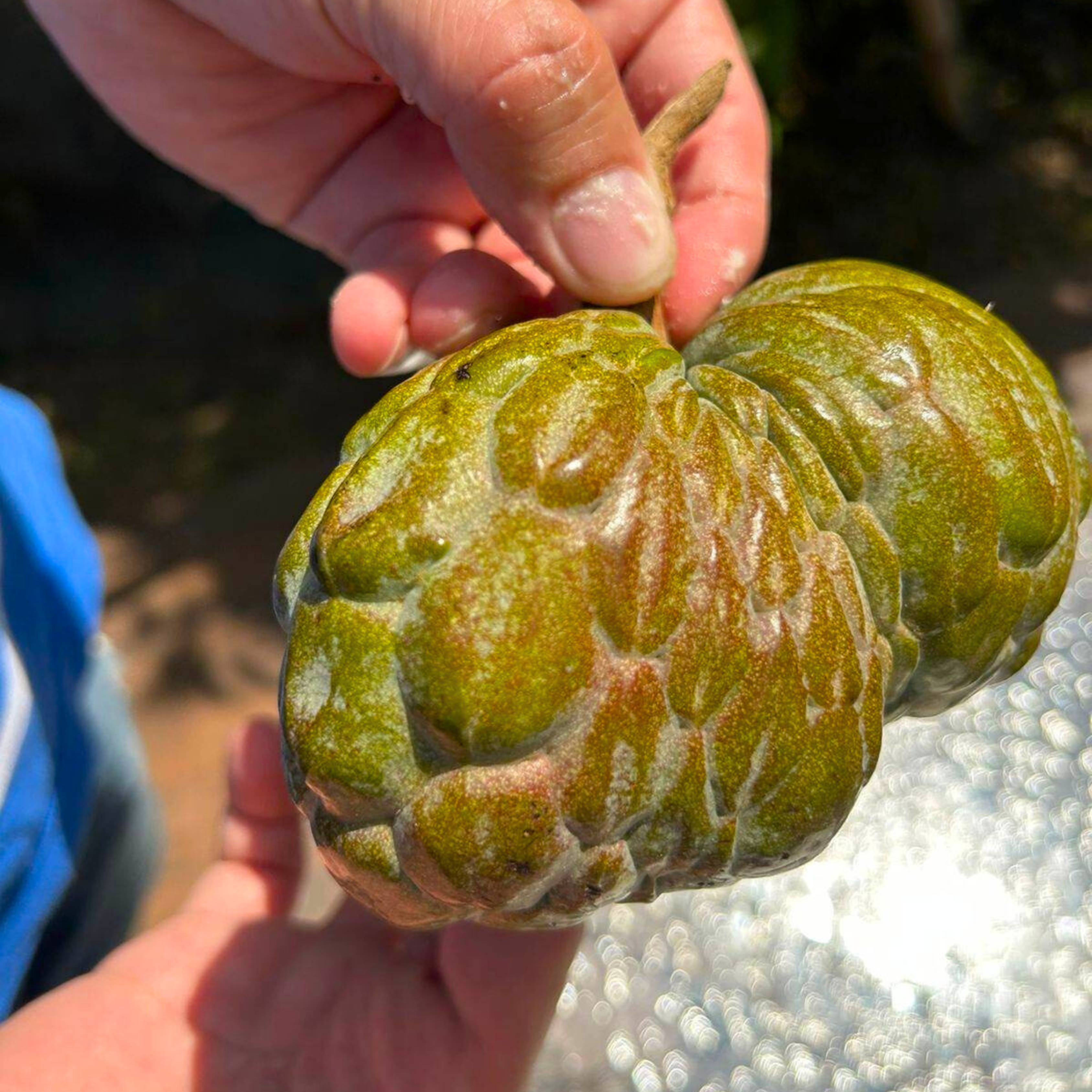 VL Red Spot (Annona reticulata) Fruit Live Plant - view 2