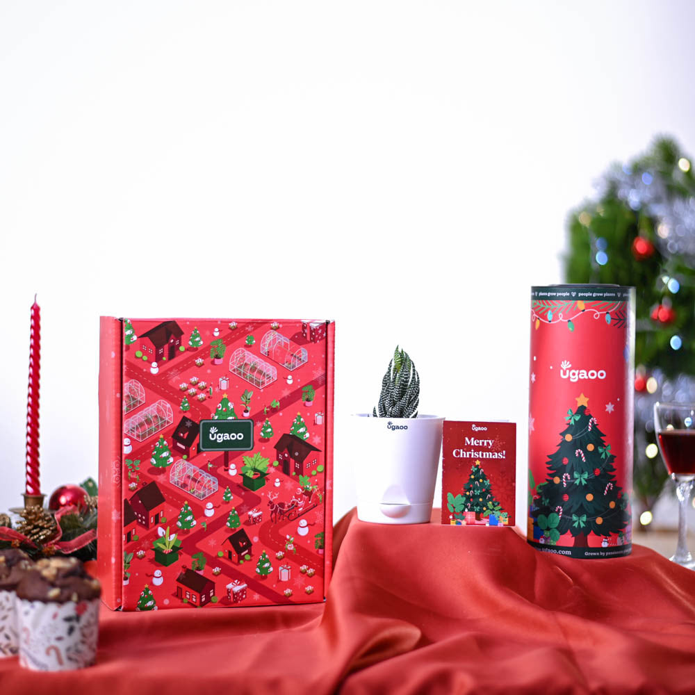 Ugaoo Haworthia Plant Christmas Gift Hamper - view 2