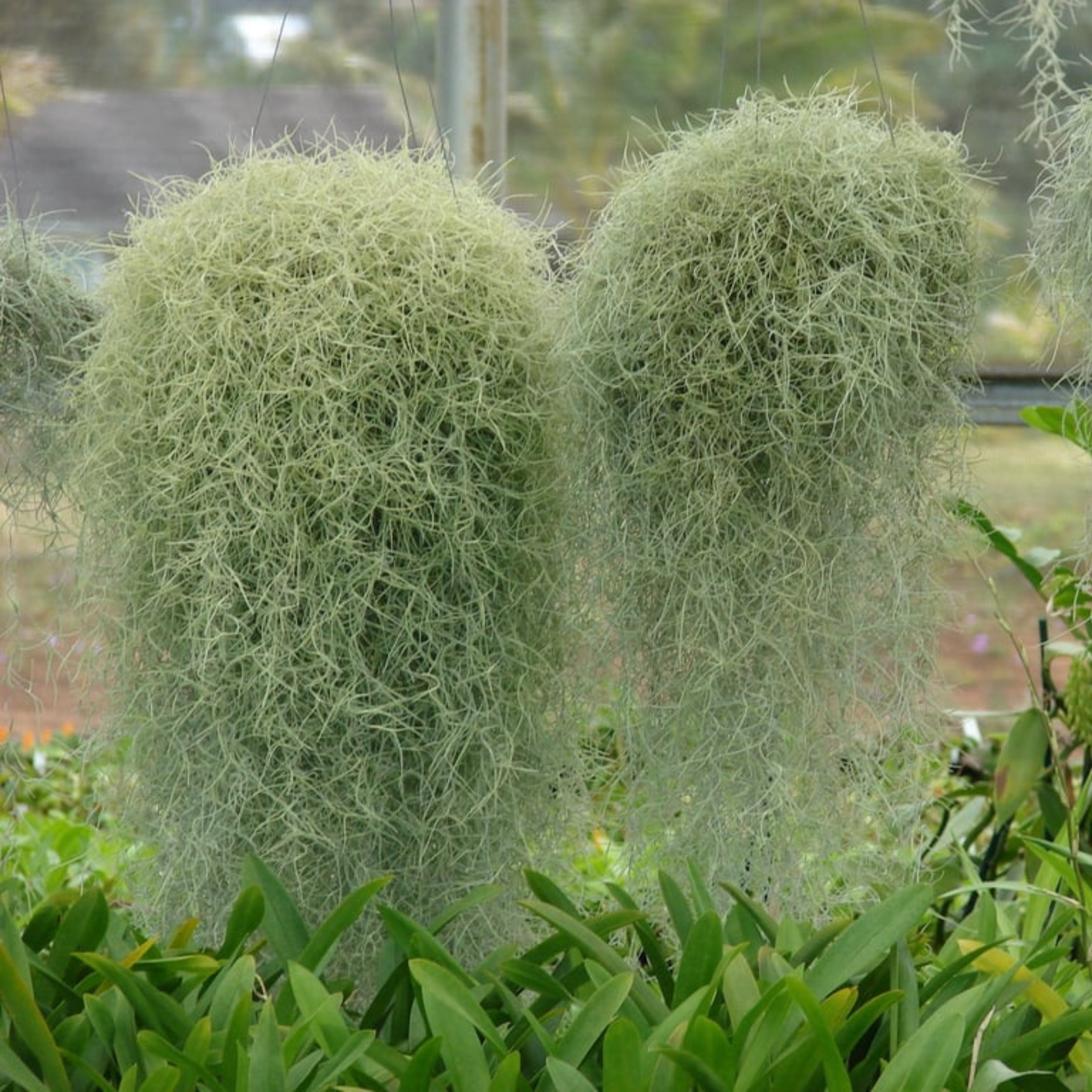 Spanish moss tillandsia – DZ Spanish Moss (Tillandsia usneoides) Air Plant