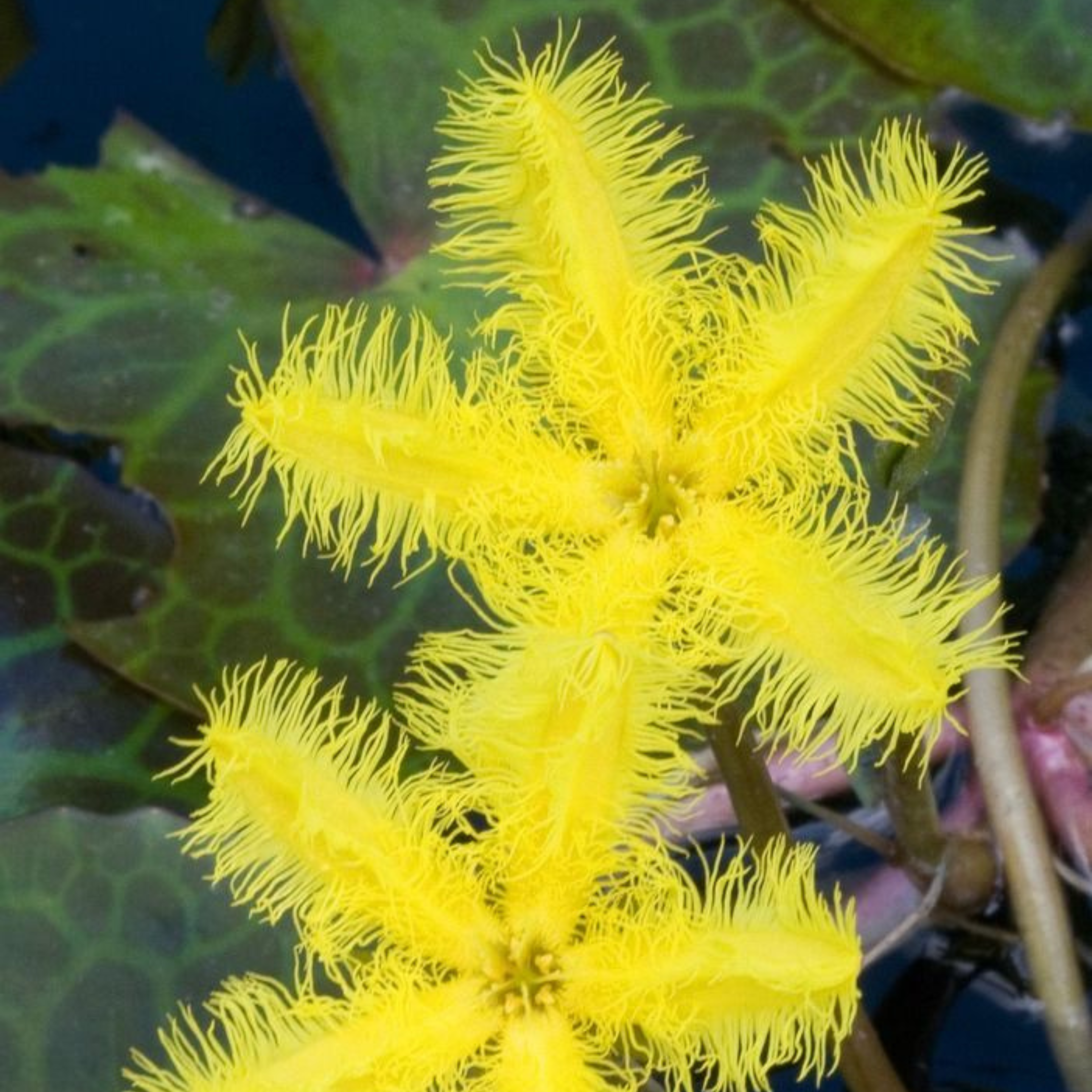 Aquatica live plant – DZ Water Snowflake Yellow (Nymphoides aquatica) Live Plant - Pack of 3