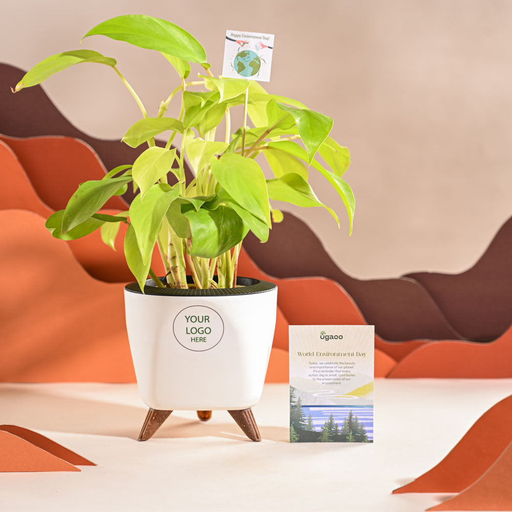 Ugaoo Philodendron Ceylon Golden Plant For Environment Day Gifting