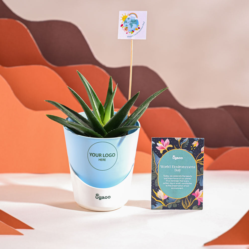 Ugaoo Aloe Vera Green Mini Plant For Environment Day Gifting - view 19