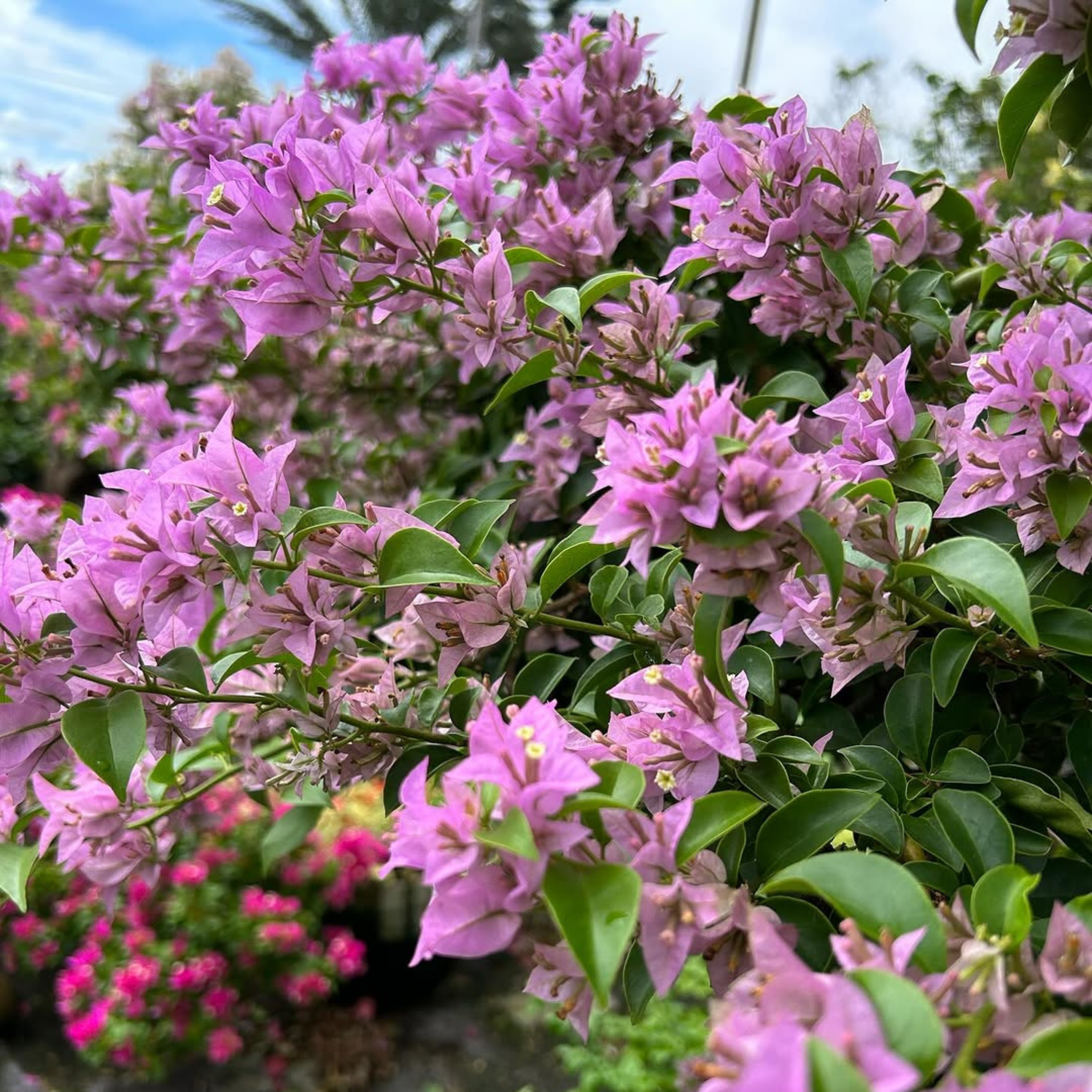 DZ Bougainvillea Formosa Mini (Paper Flower) Rare Flowering Live Plant