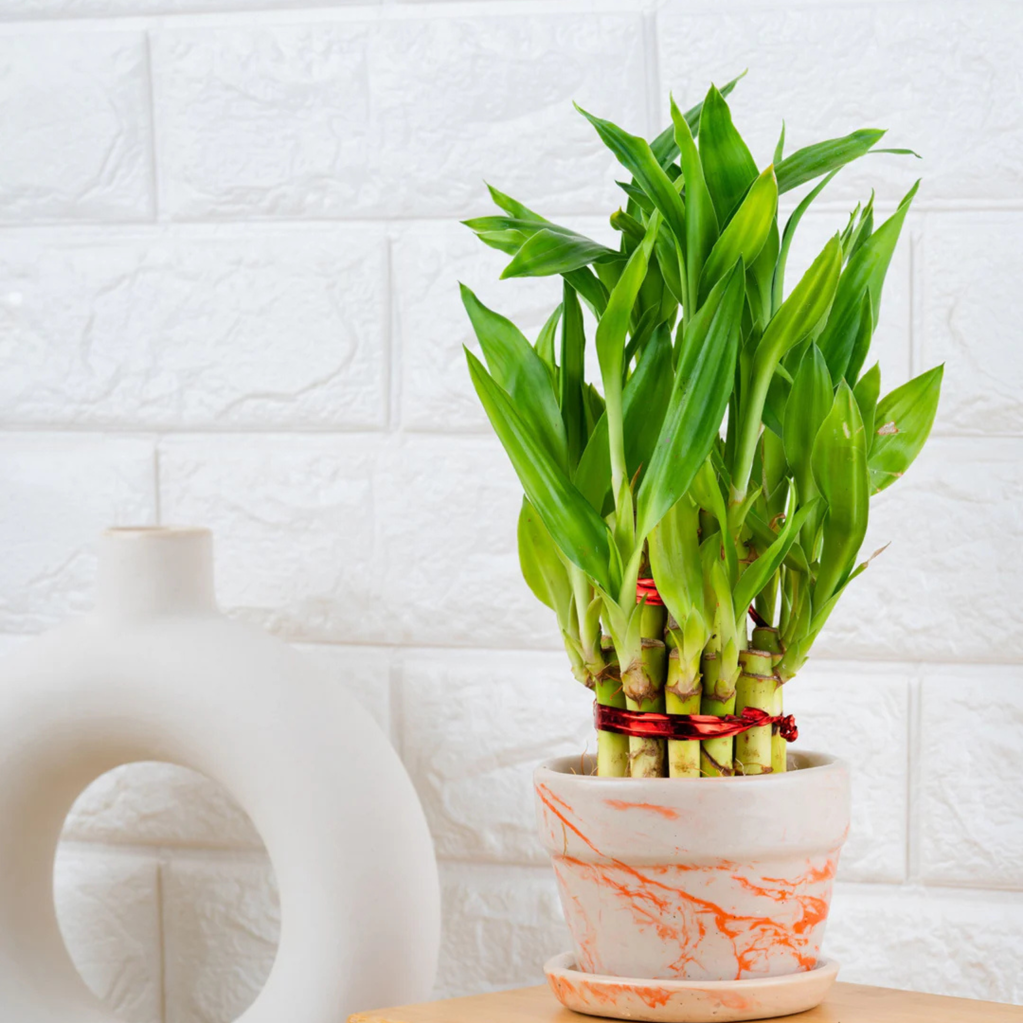 MR 2 Layer Lucky Bamboo Indoor Live Plant