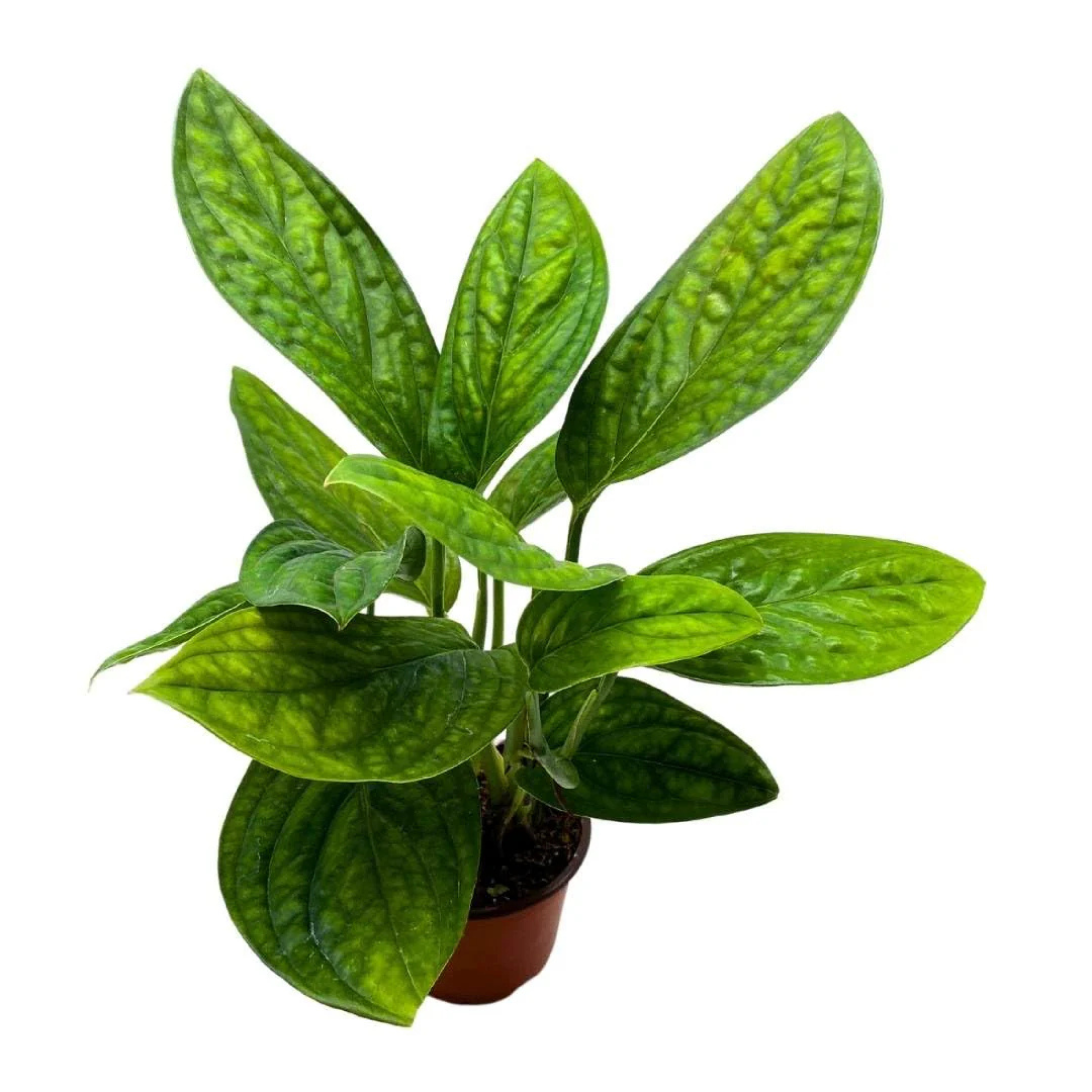 DZ Philodendron Peru Indoor/Outdoor Live Plant - view 3