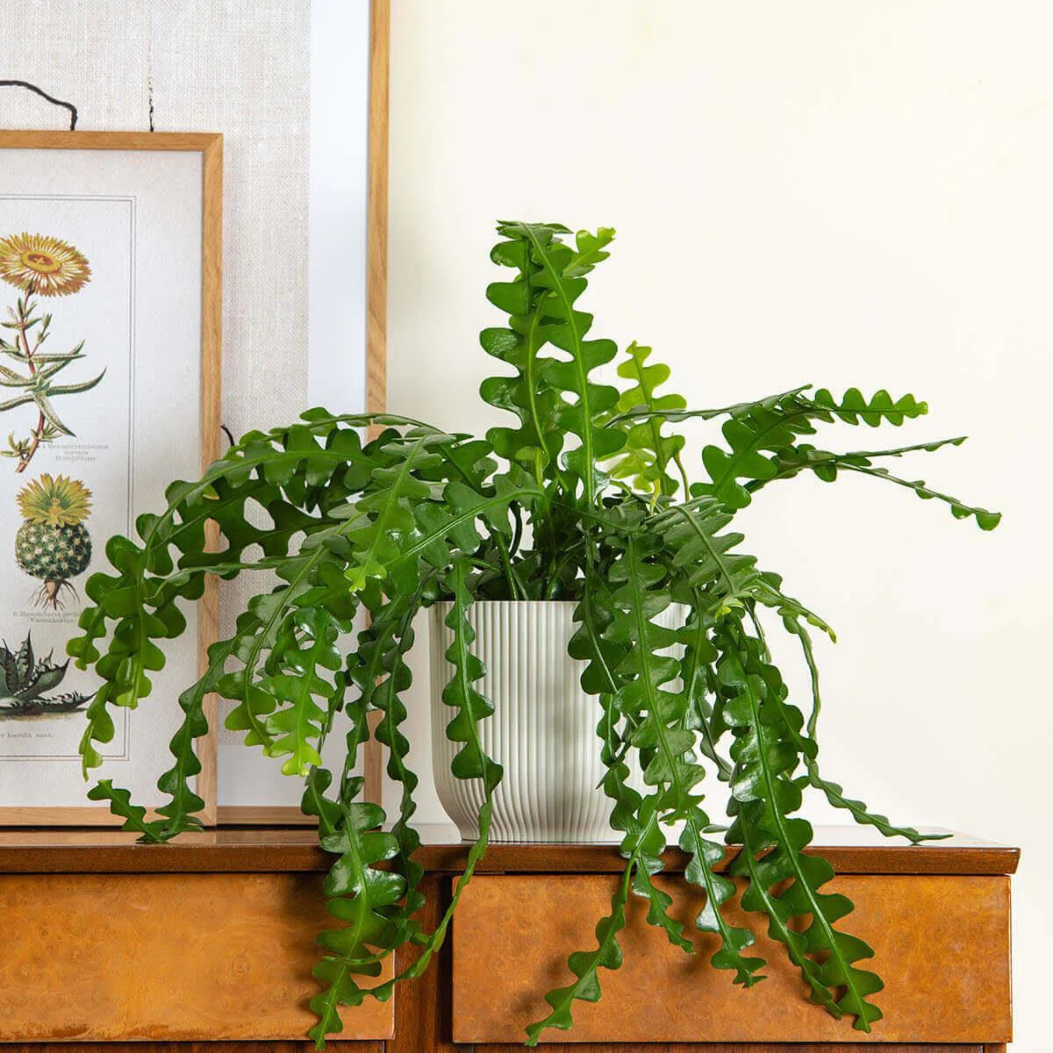 DZ Fishbone (Epiphyllum anguliger) Cactus Live Plant - view 3