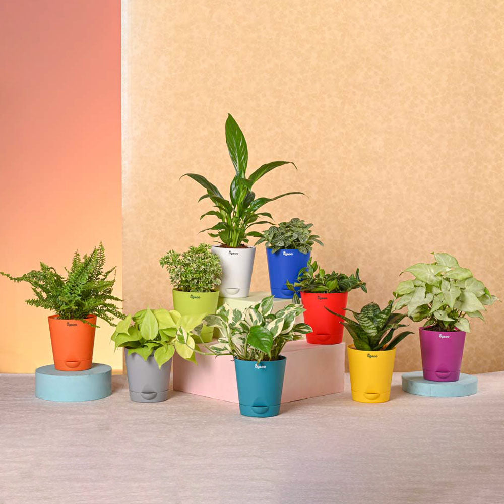 Ugaoo Navratri Celebration Plant Bundle - view 2