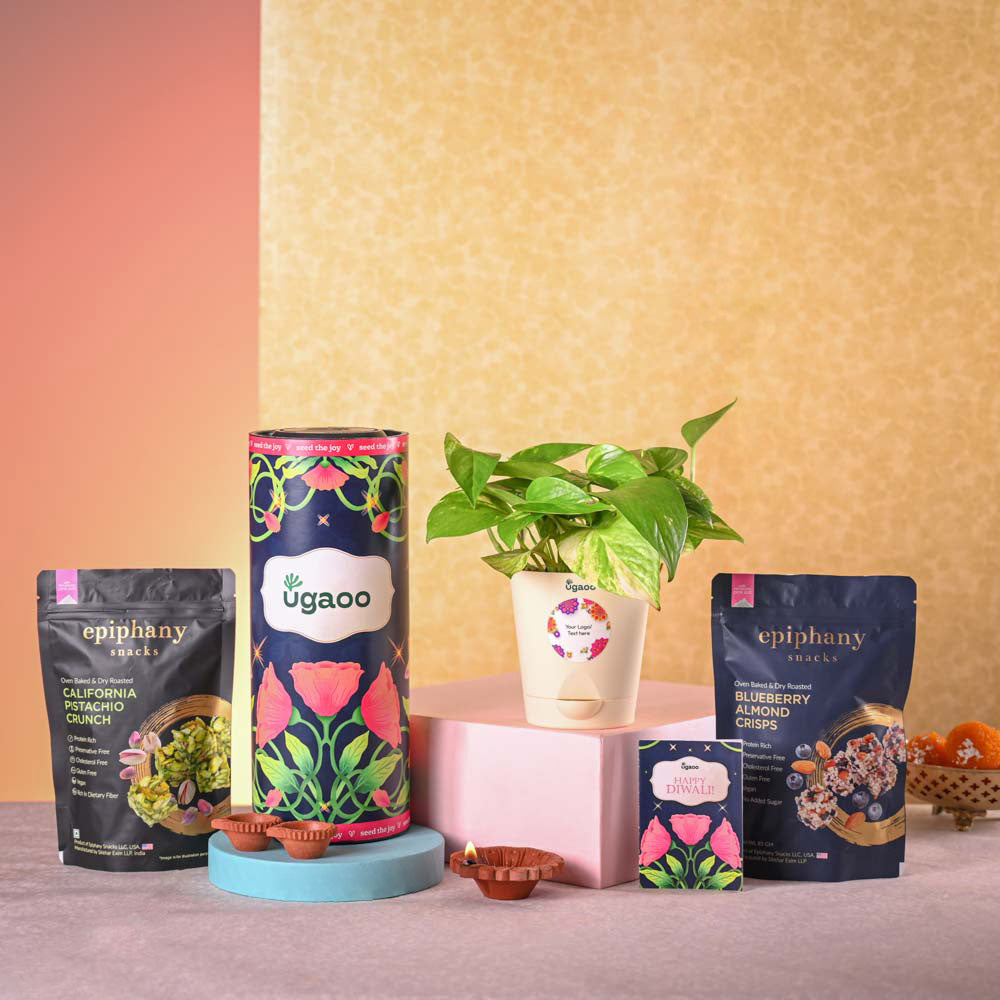 Ugaoo Money plant variegated and Epiphany Snacks Diwali Gift Hamper