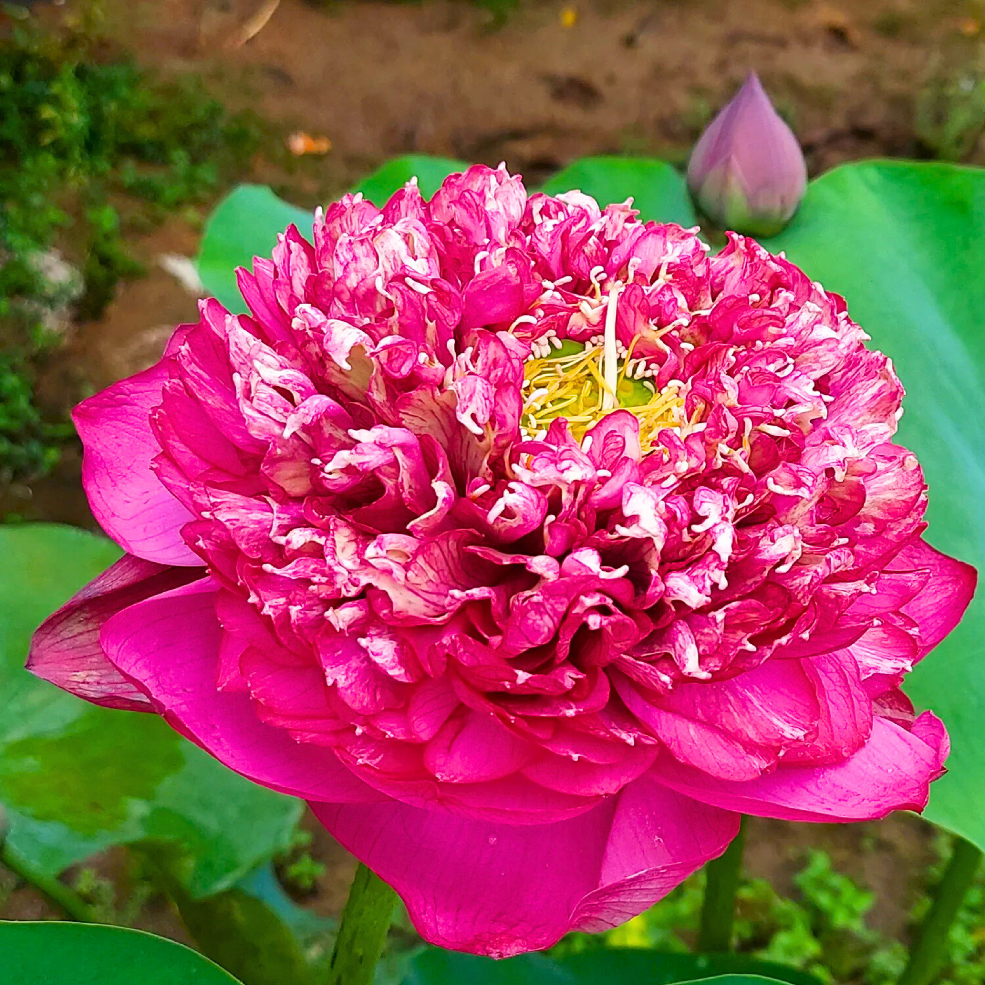 DZ Bucha Lotus Tuber - view 2