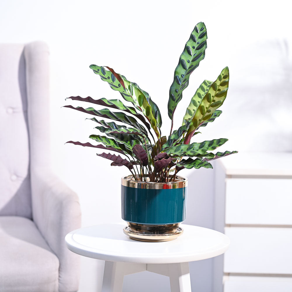 Ugaoo Calathea Rattlesnake Plant - view 56