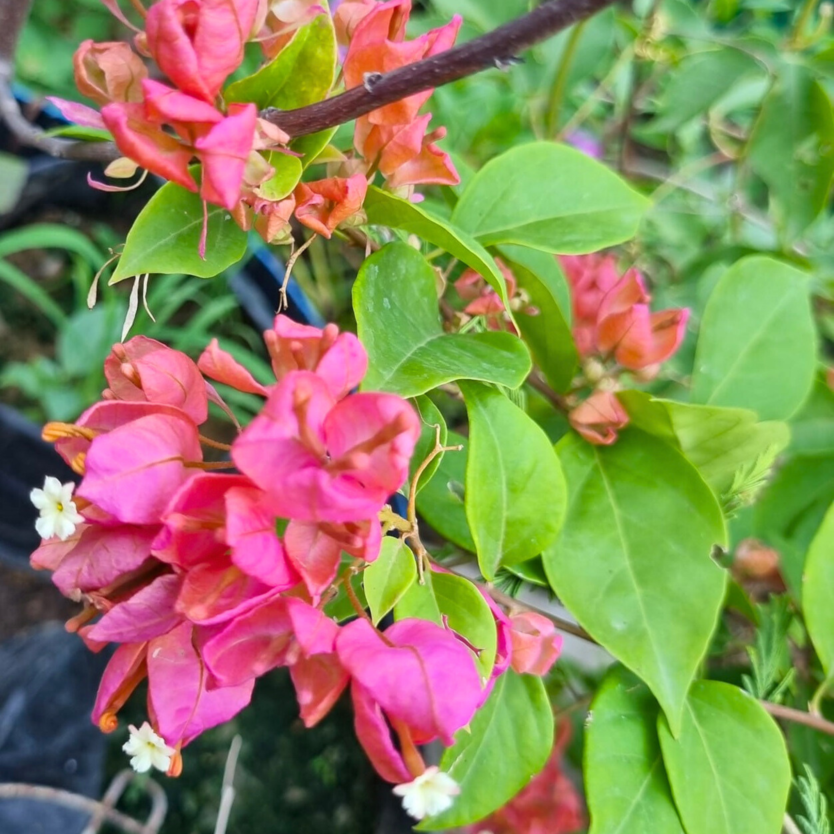 DZ Bougainvillea Tanglong Pink (Paper Flower) Rare Flowering Live Plant