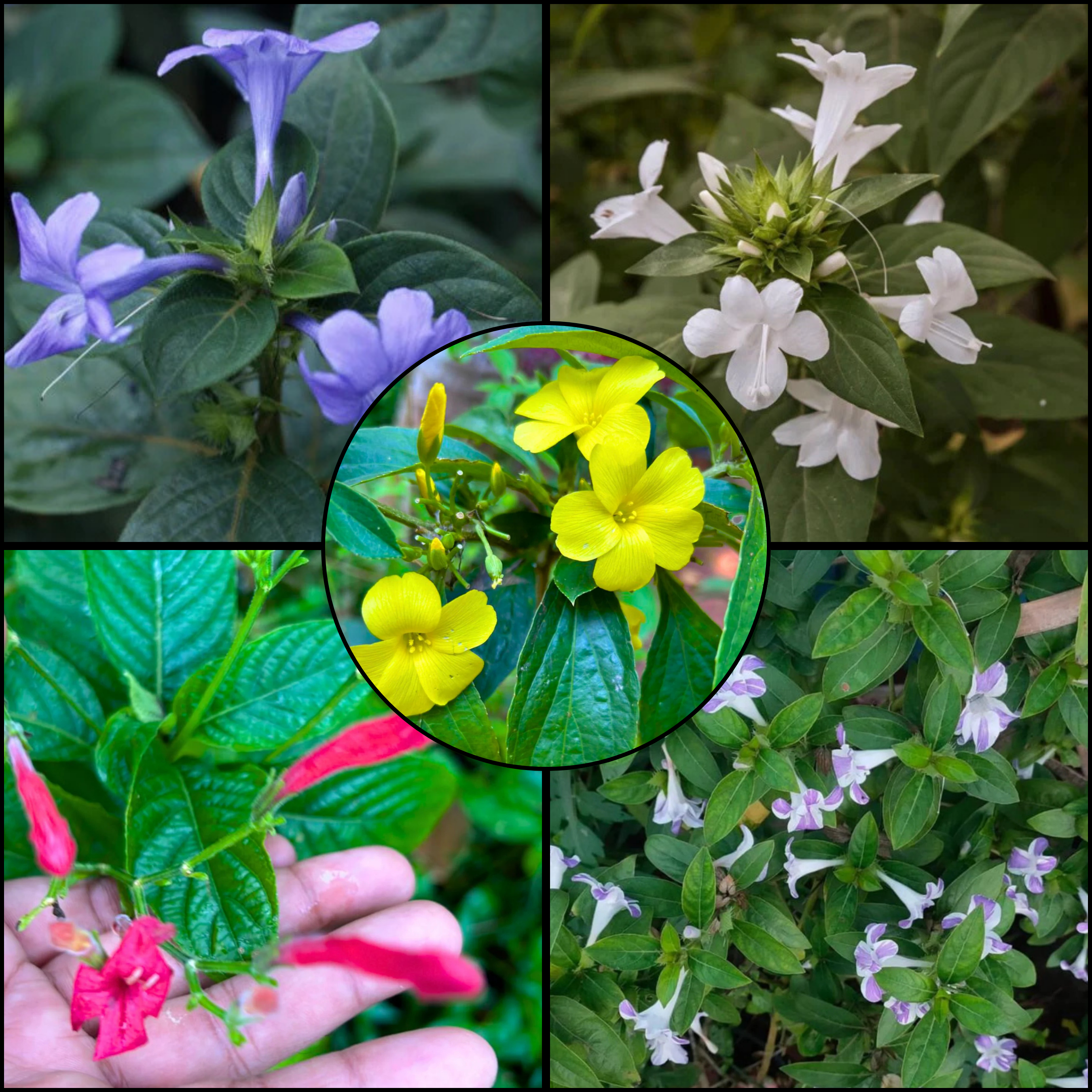 MR December Flowering Plants Combo