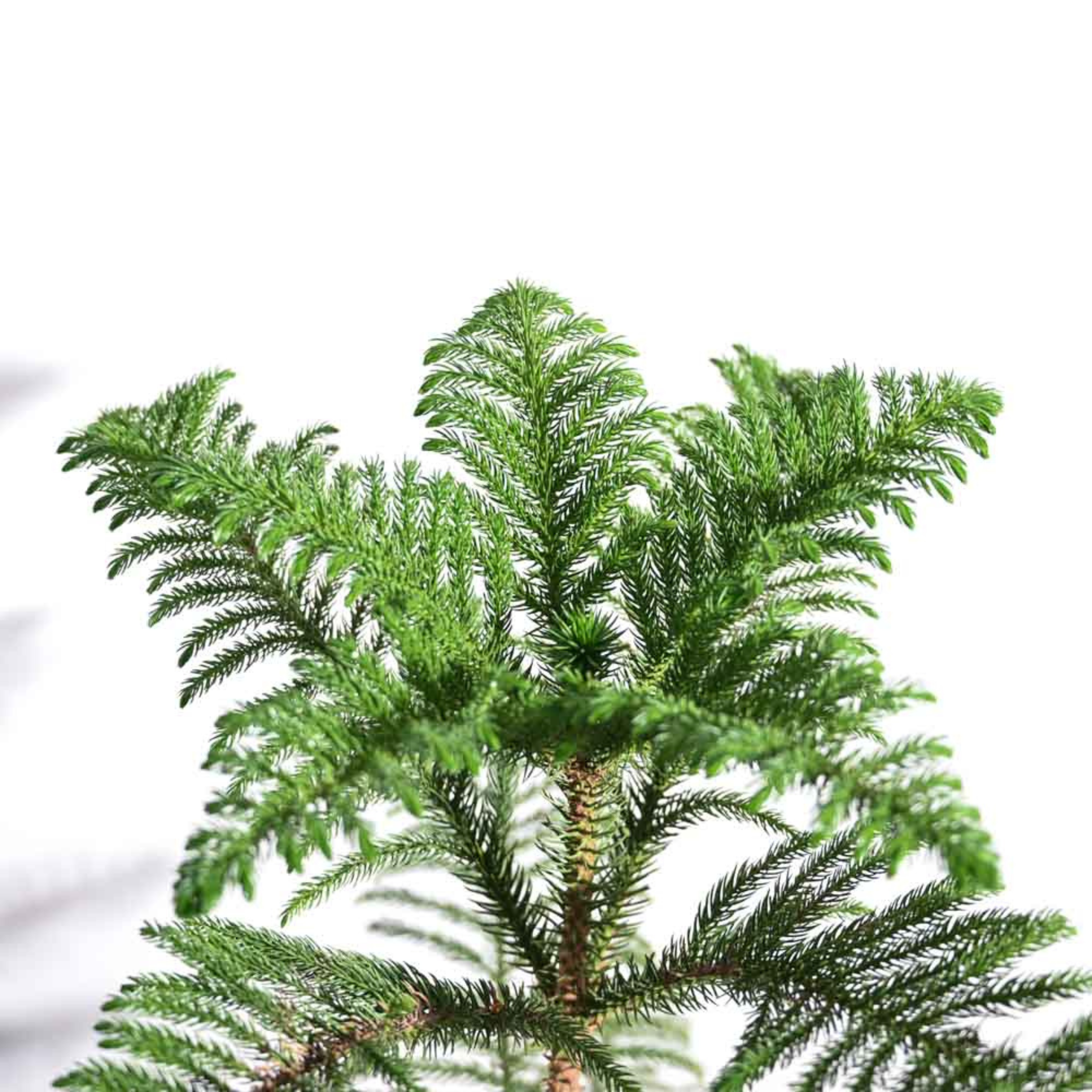 MR Christmas Tree (Araucaria columnaris) Ornamental Live Plant