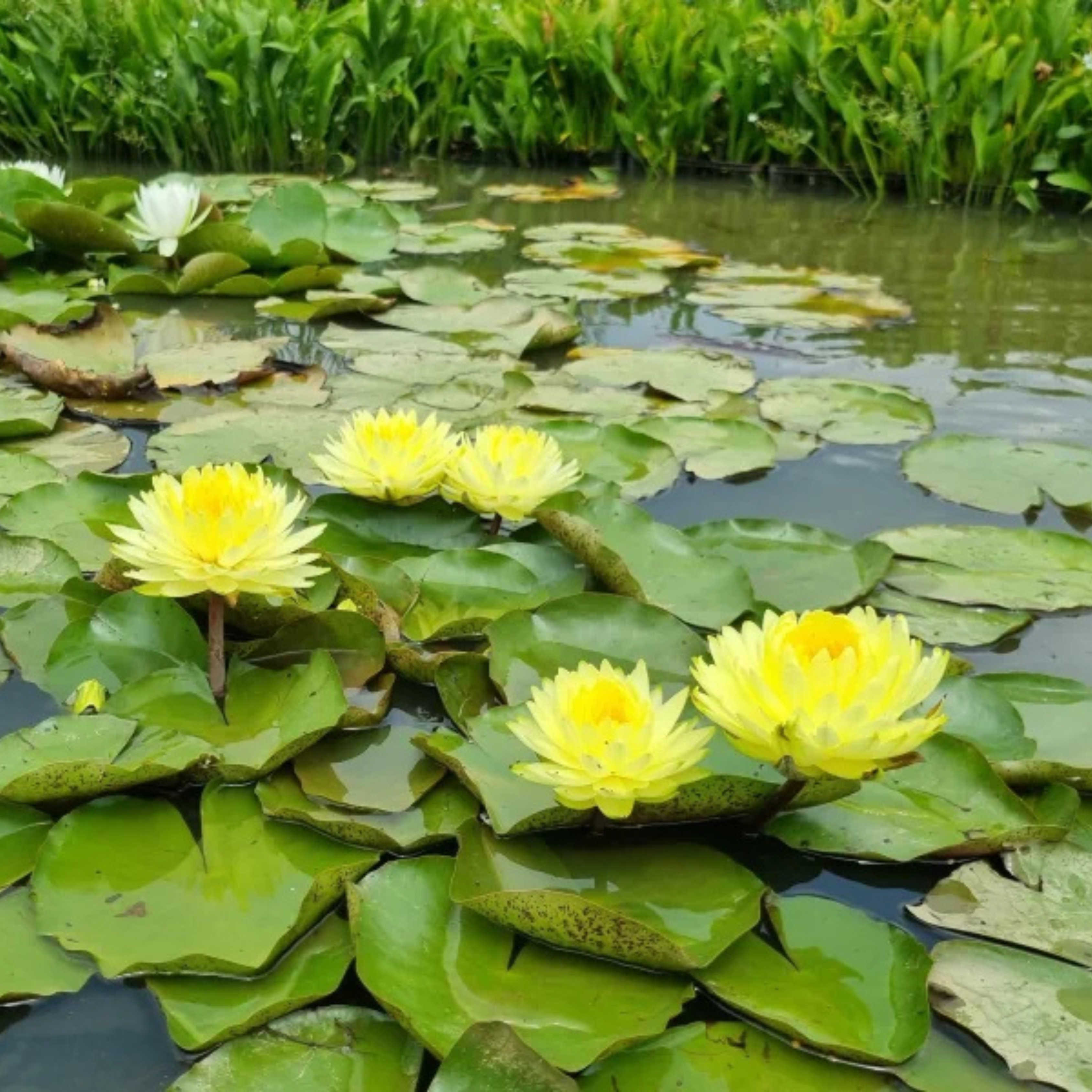 DZ Nymphaea Puttaraksa