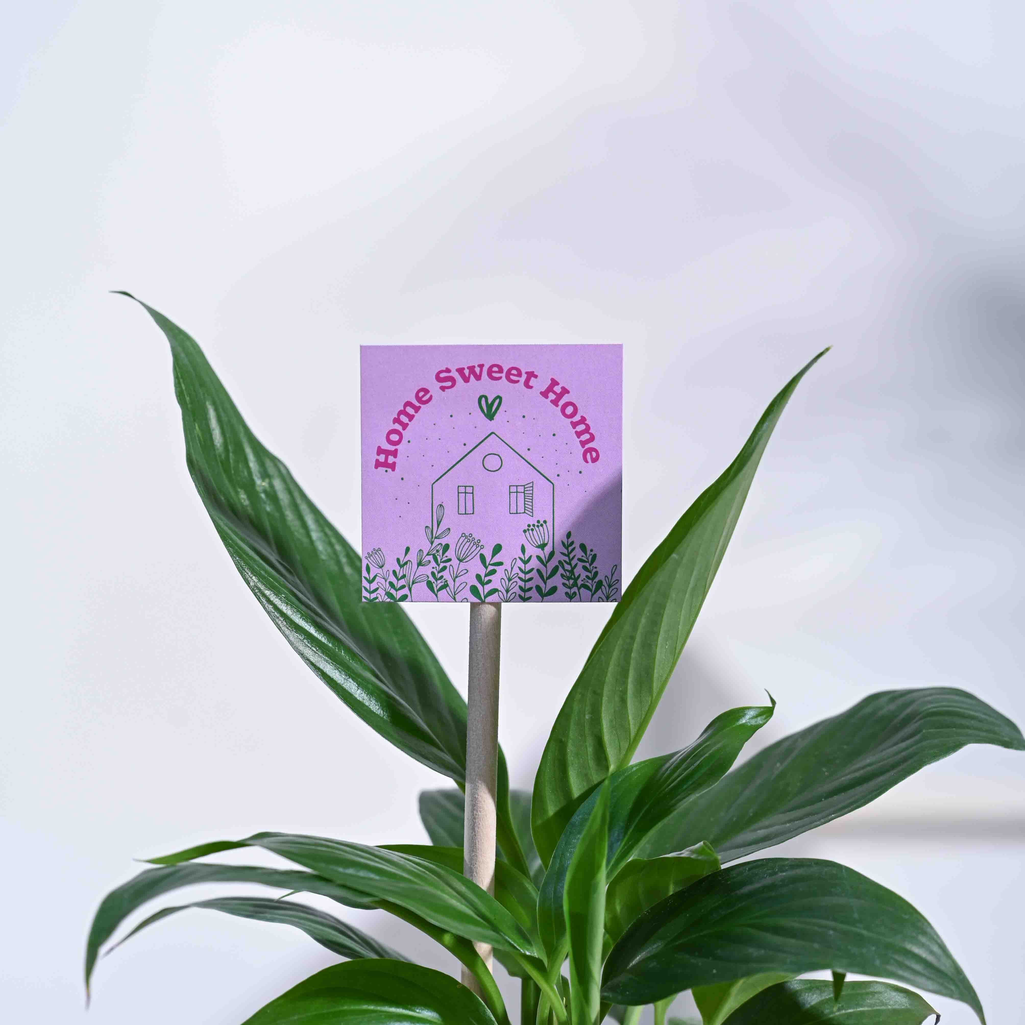 Ugaoo Peace Lily Housewarming Gift Hamper - view 5