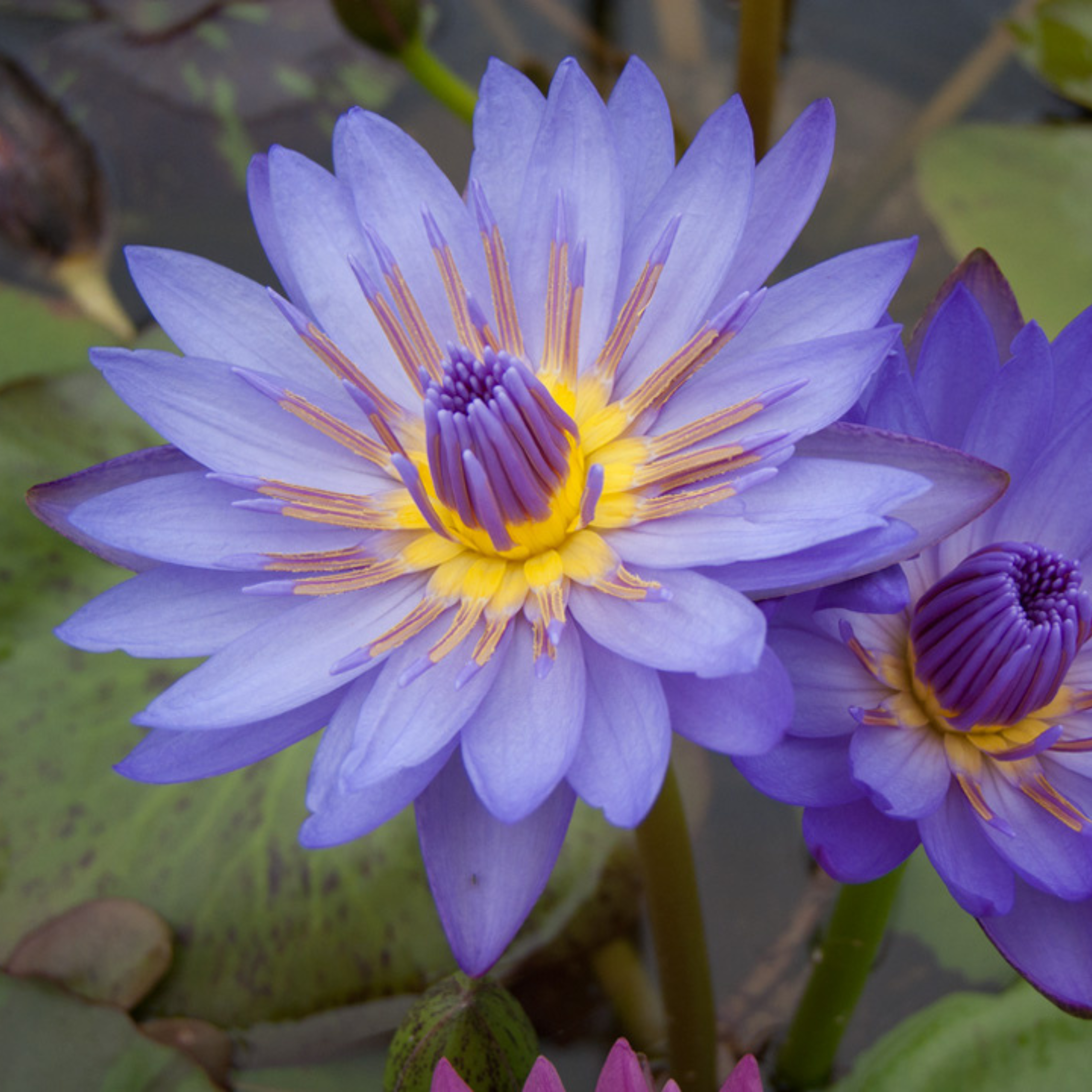 DZ Nymphaea Laura Frase - view 3