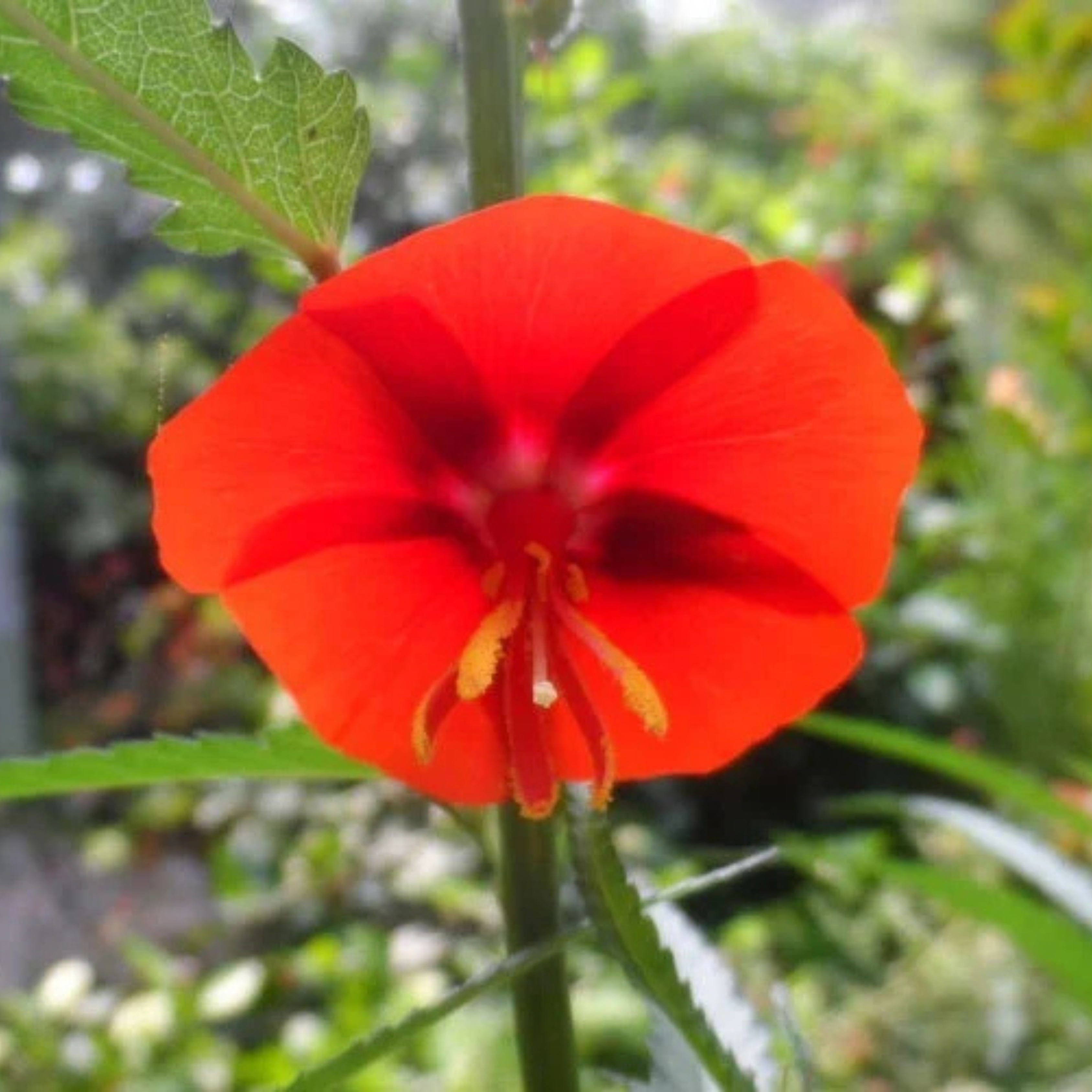 Midday scarlet mallow – MR Midday / Scarlet Mallow Red (Pentapetes phoenicea) Rare Flowering Live Plant