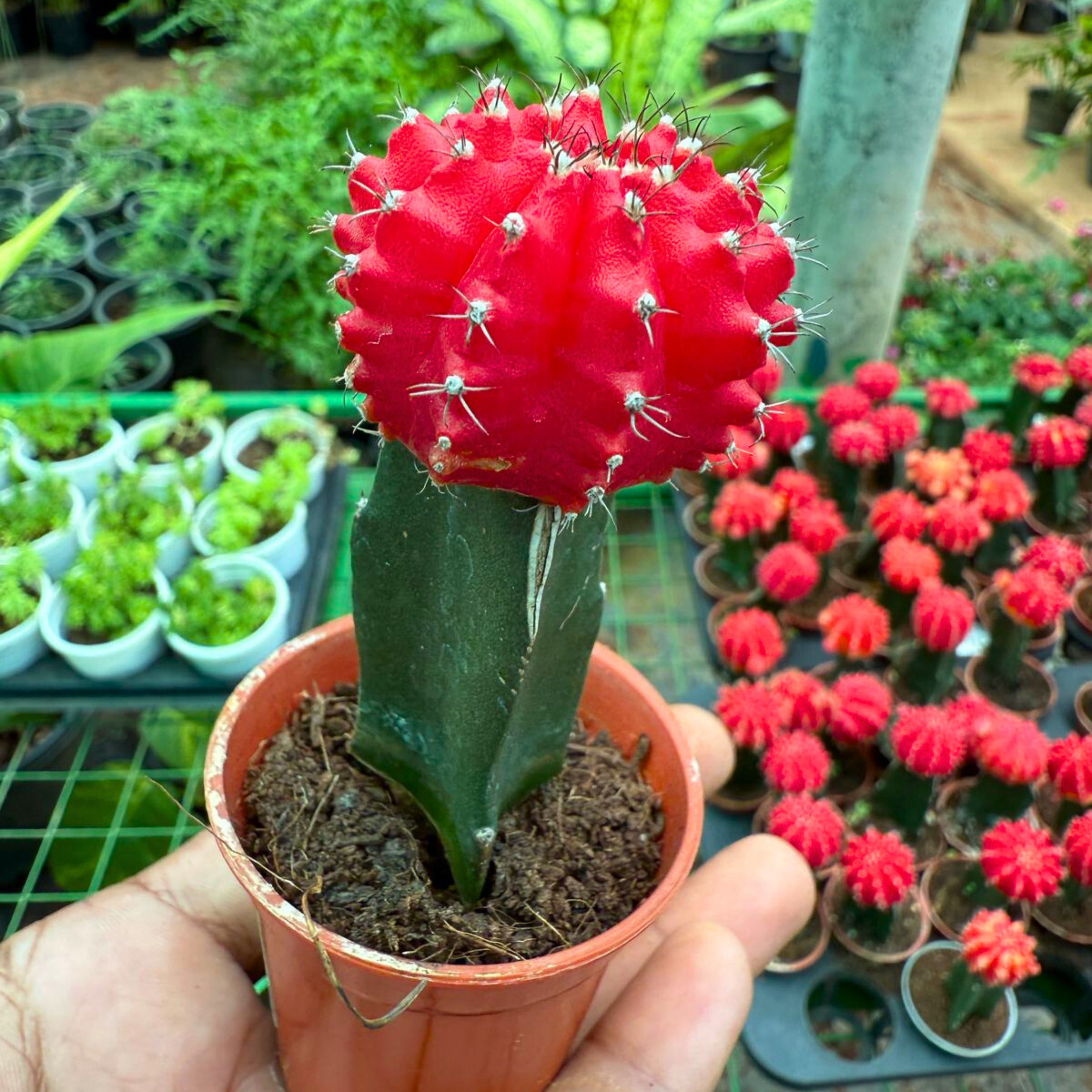 MR Moon Cactus Red (Gymnocalycium mihanovichii) Grafted Live Plant - view 2