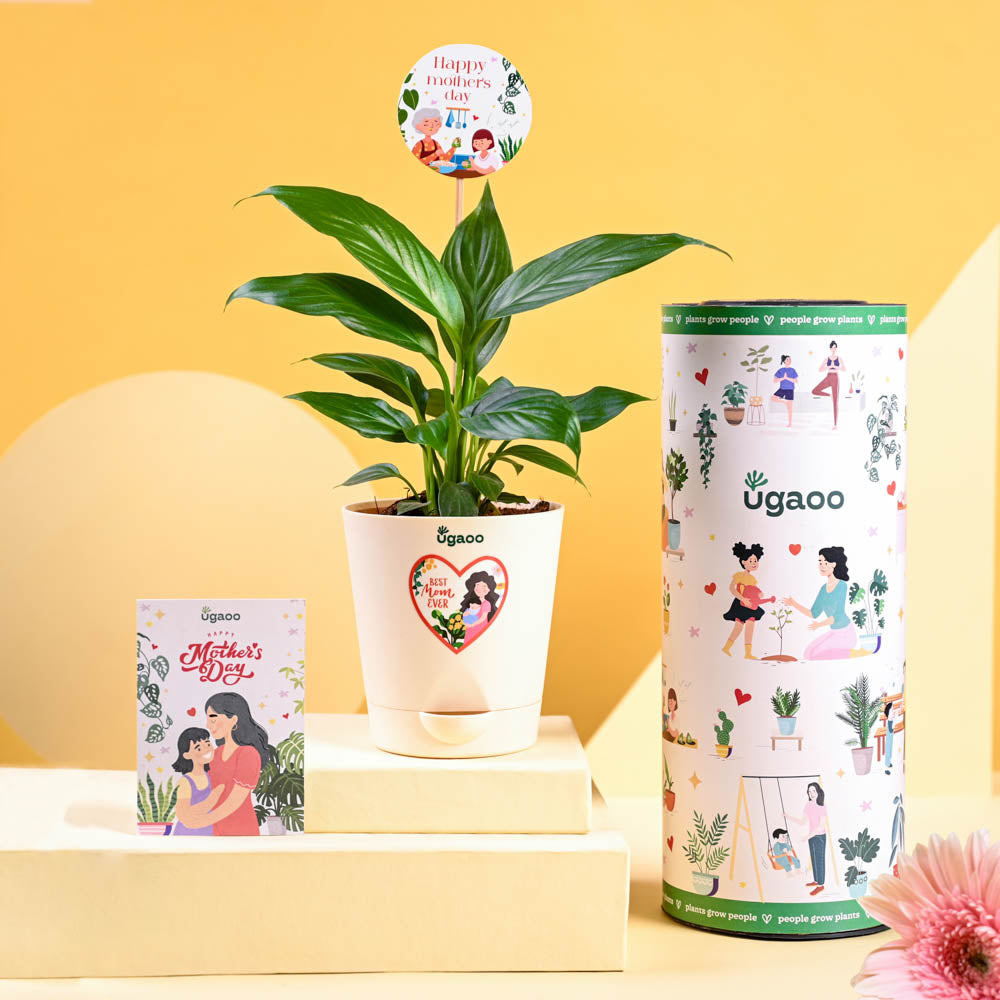 Ugaoo Peace Lily For Mother's Day Gifting