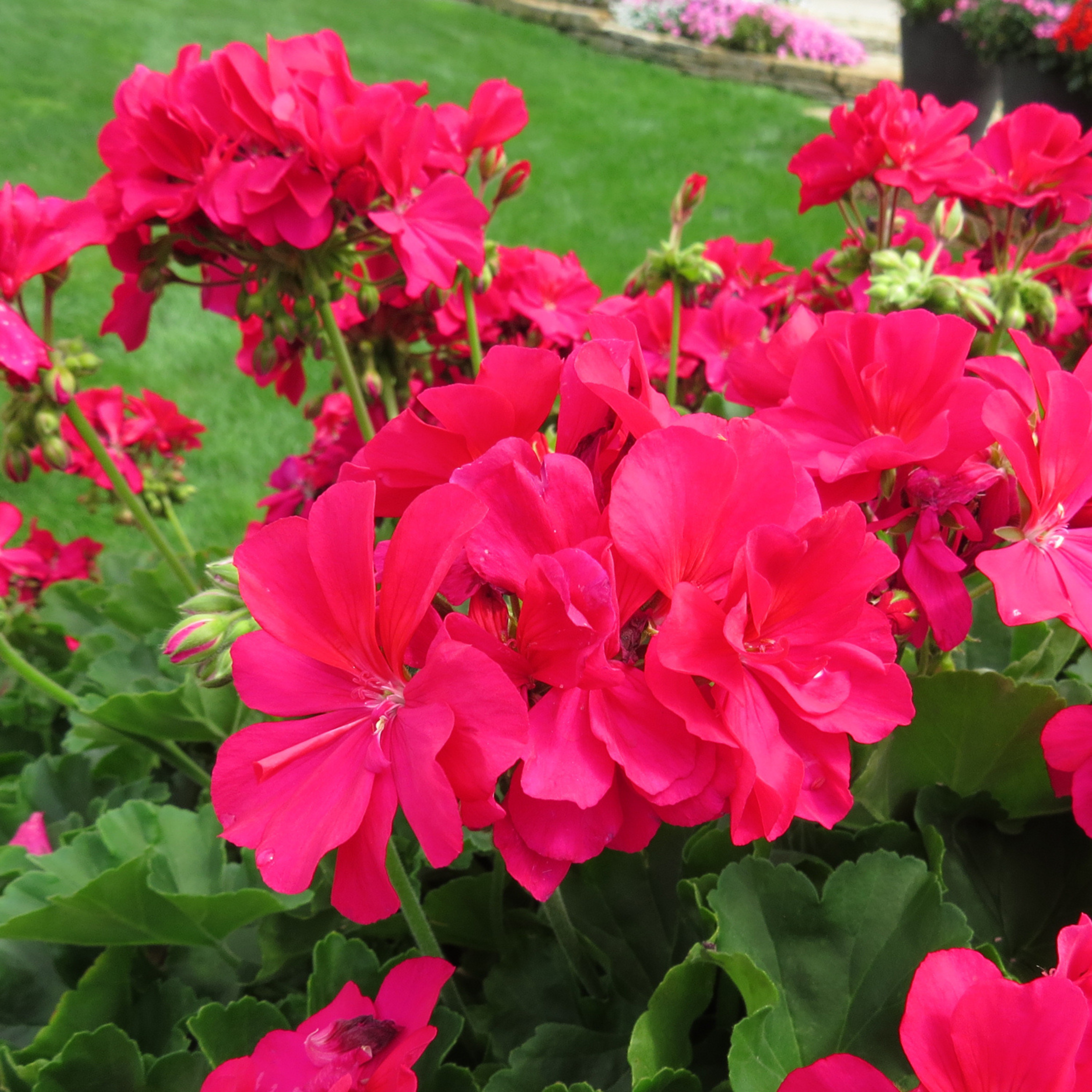 DZ Geranium Hot Pink Creeper/Climber Flowering Live Plant