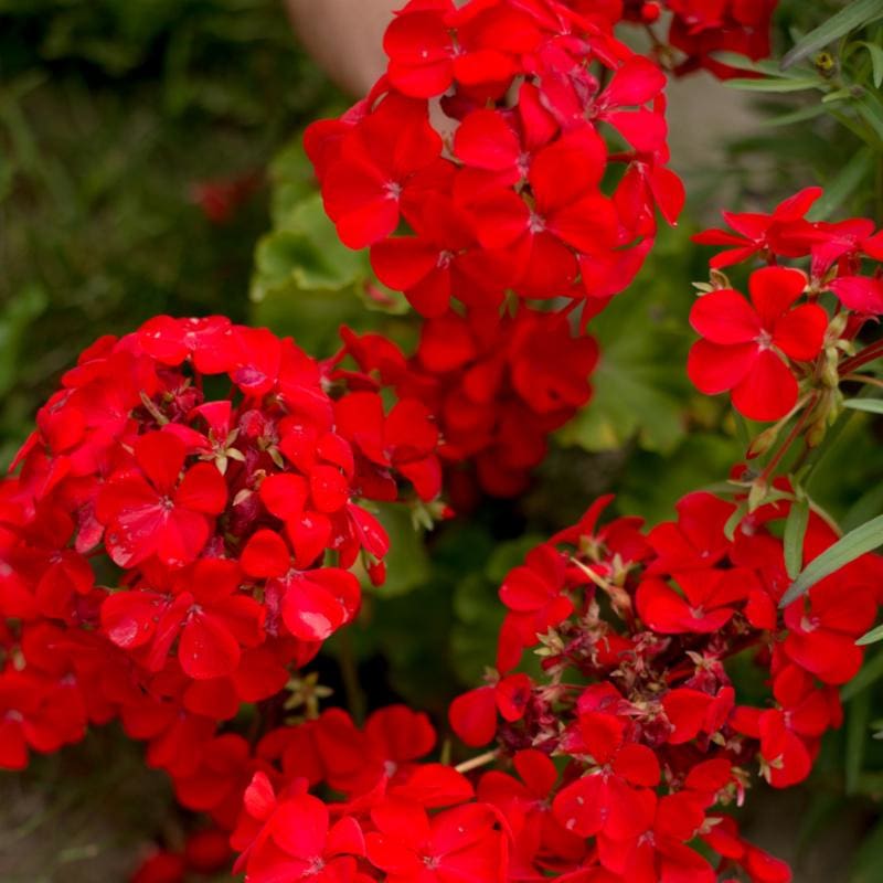 DZ Geranium Ivy Red Creeper/Climber Flowering Live Plant - view 3