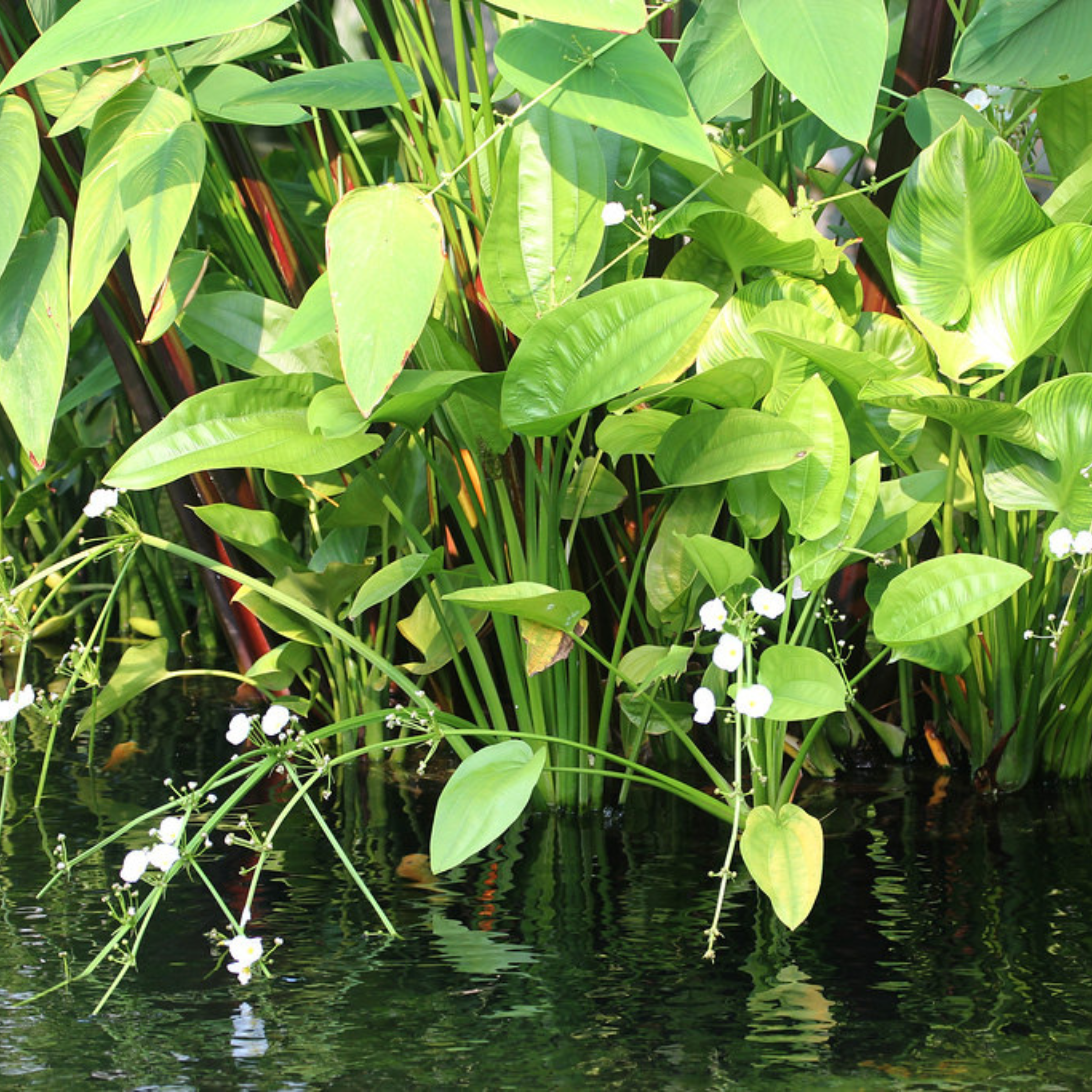 DZ Echinodorus Palifolius (Sword Plant) Indoor/Outdoor Live Plant