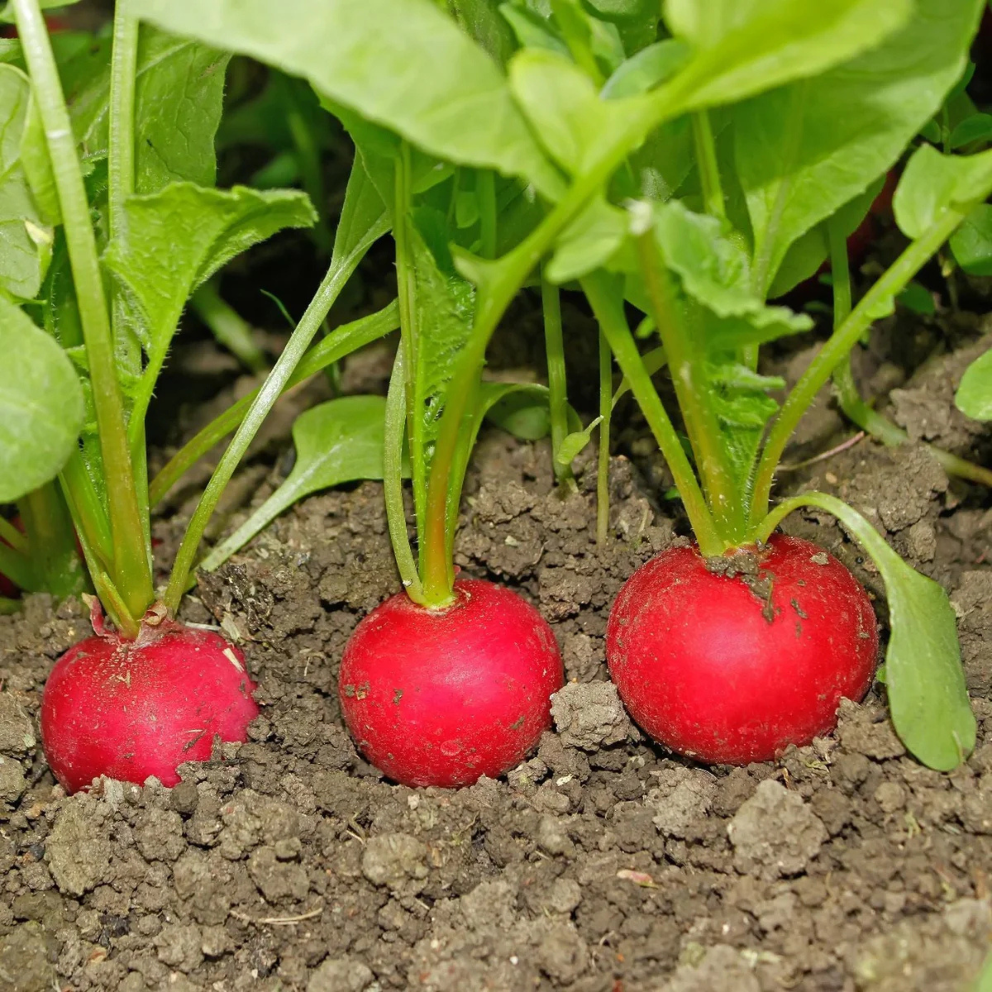 Seed2Plant Red Round Radish Seeds - Hybrid