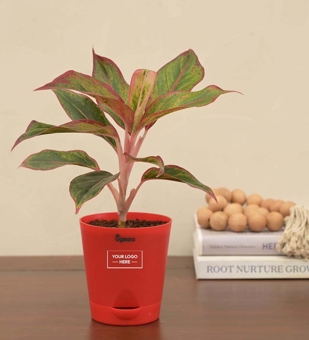 Ugaoo Aglaonema Red Plant Gift Hamper