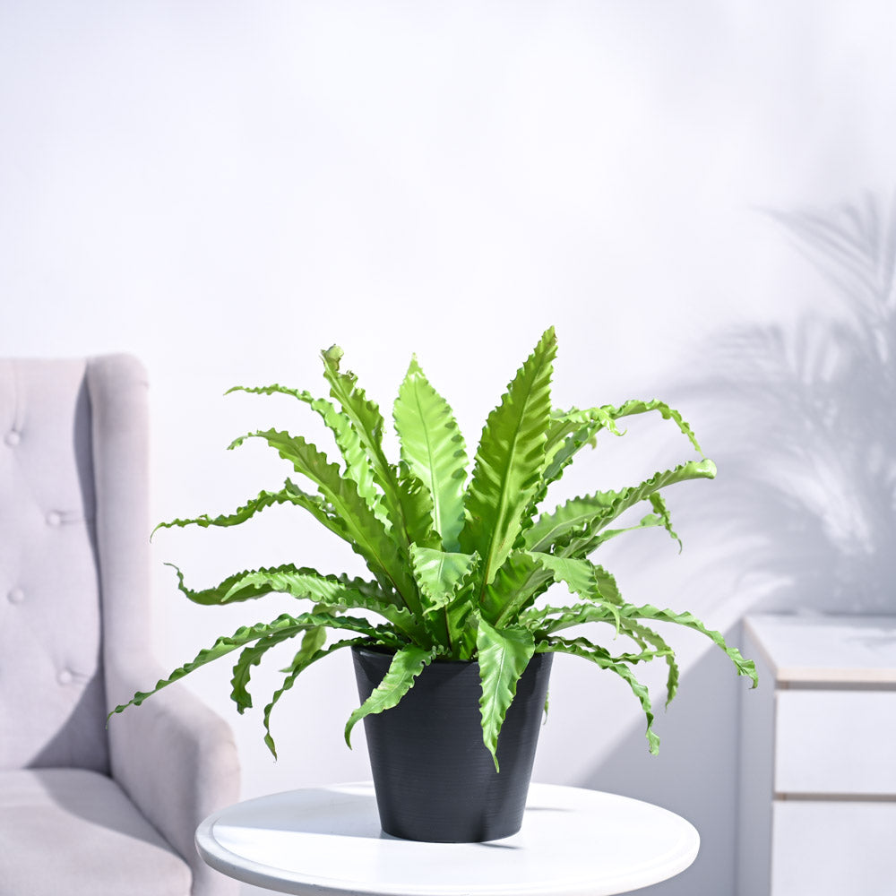 Ugaoo Osaka Bird Nest Fern - view 50