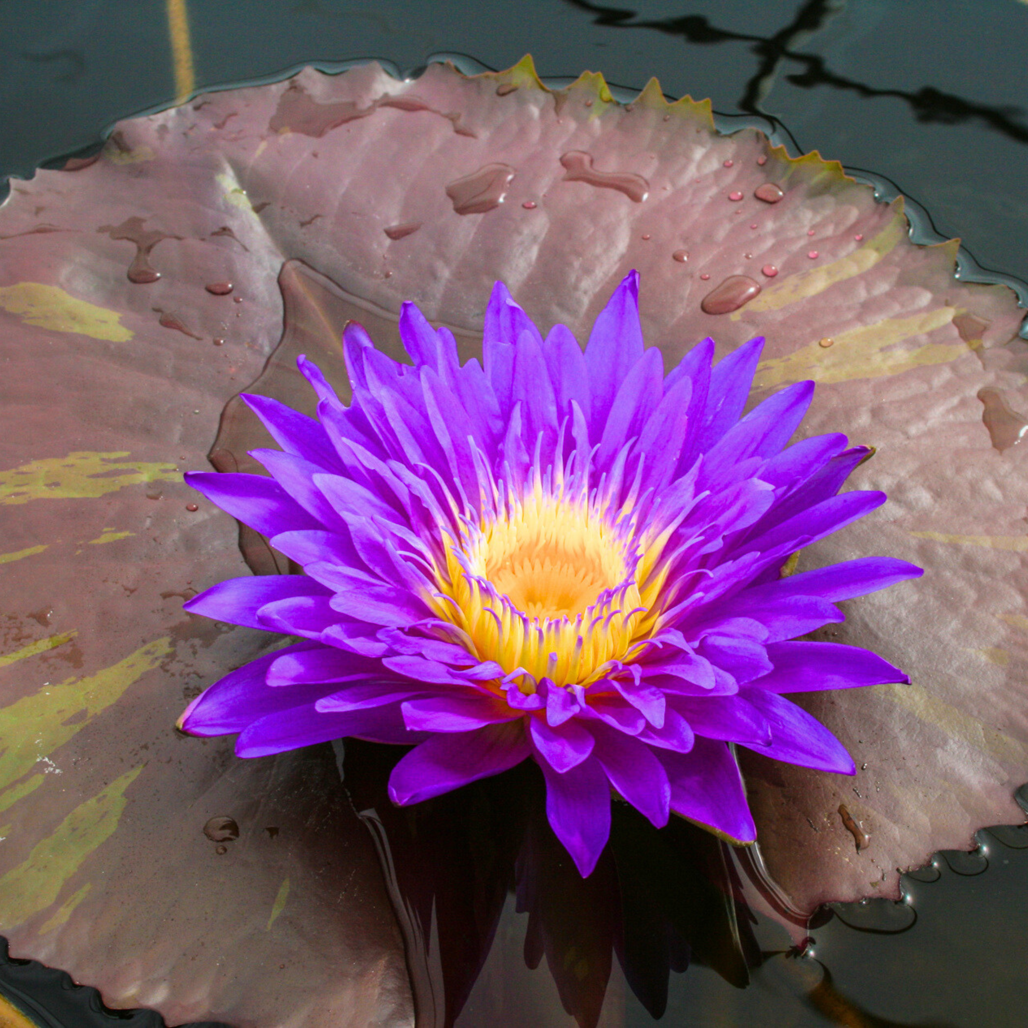 DZ Nymphaea Ultra Violet - view 2