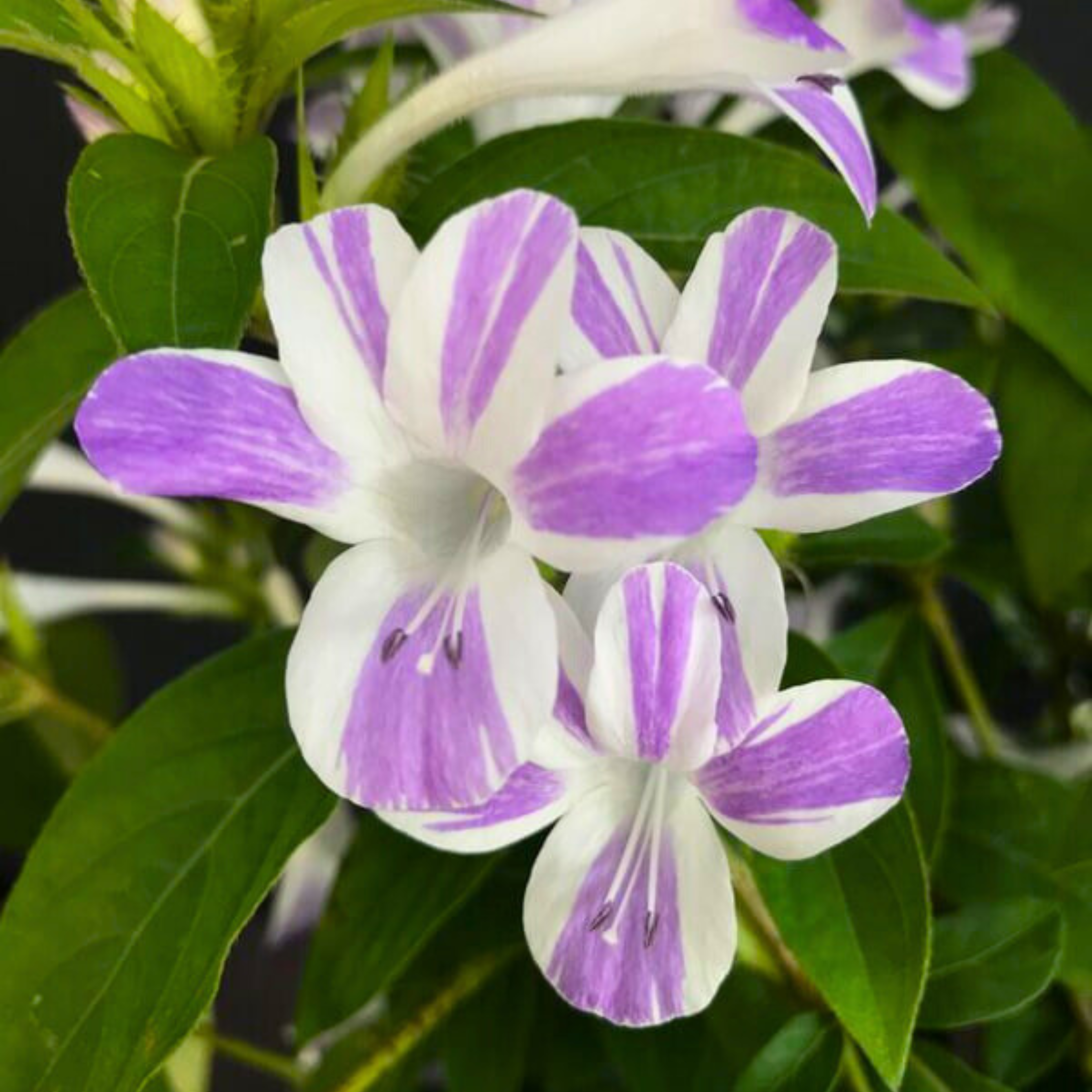 MR December Flower Purple White / Philippine Violet (Barleria cristata) Flowering Live Plant - view 5