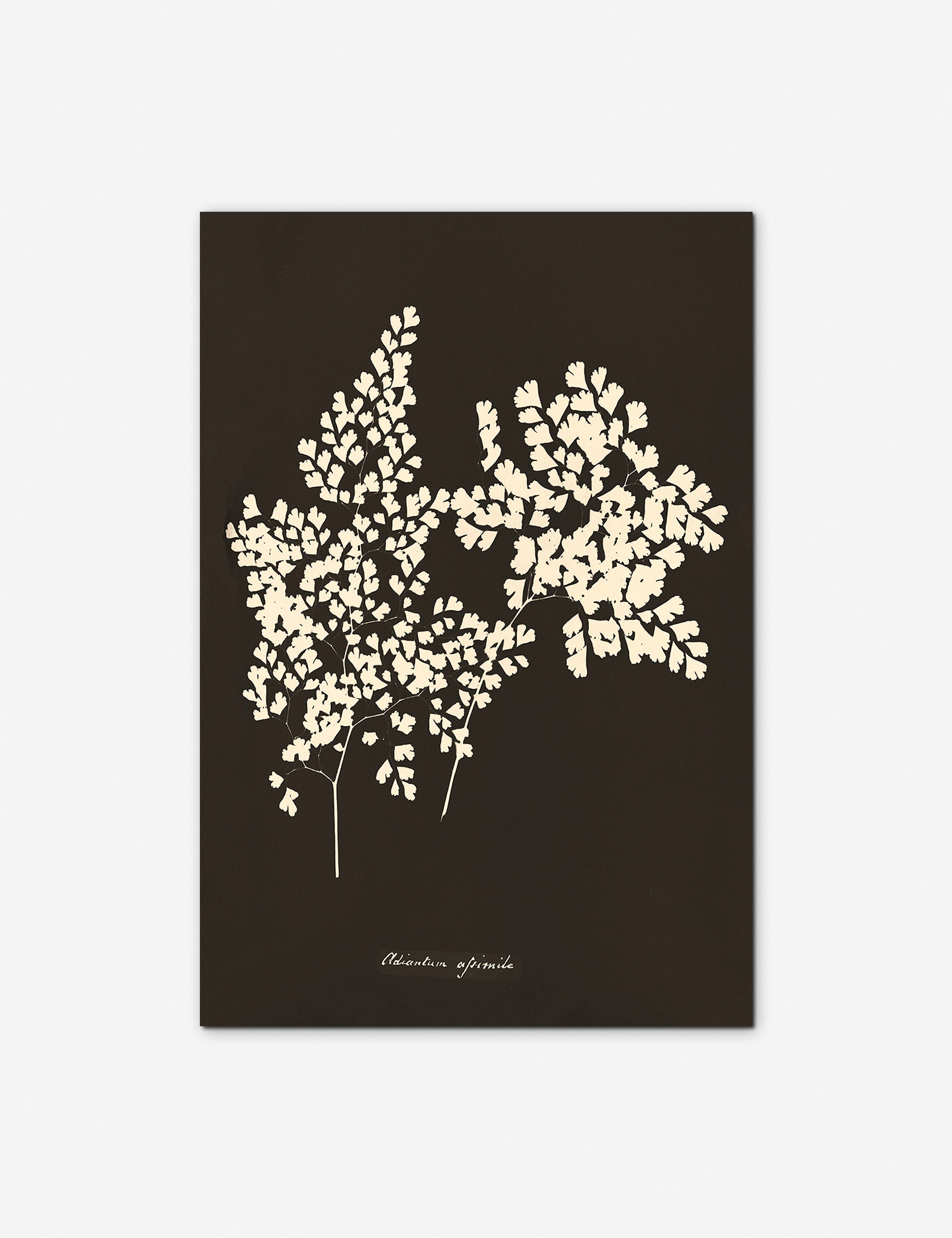 Lulu and Georgia Adiantum Cuneatum Print by Anna Atkins - view 2