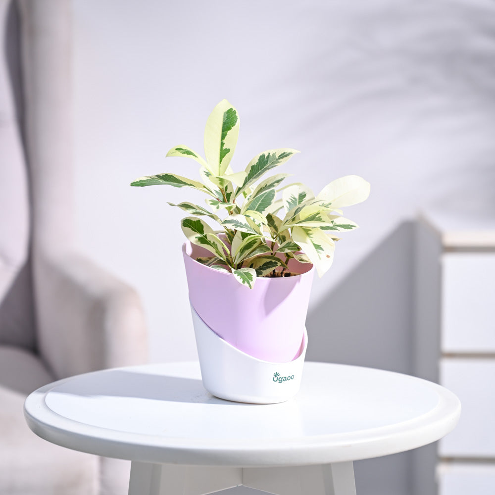 Ugaoo Ficus Prestige Plant - view 91