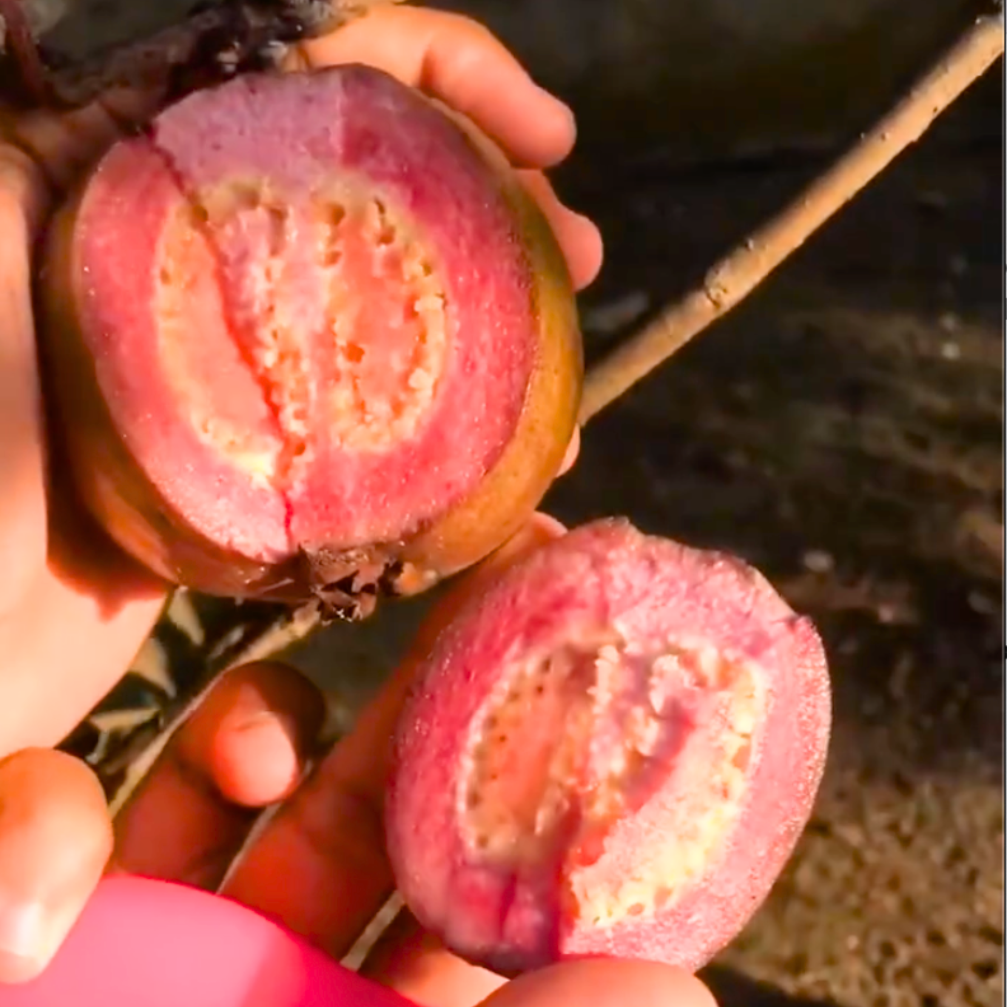VL Red Apple (Purple) Guava Live Plant - view 3