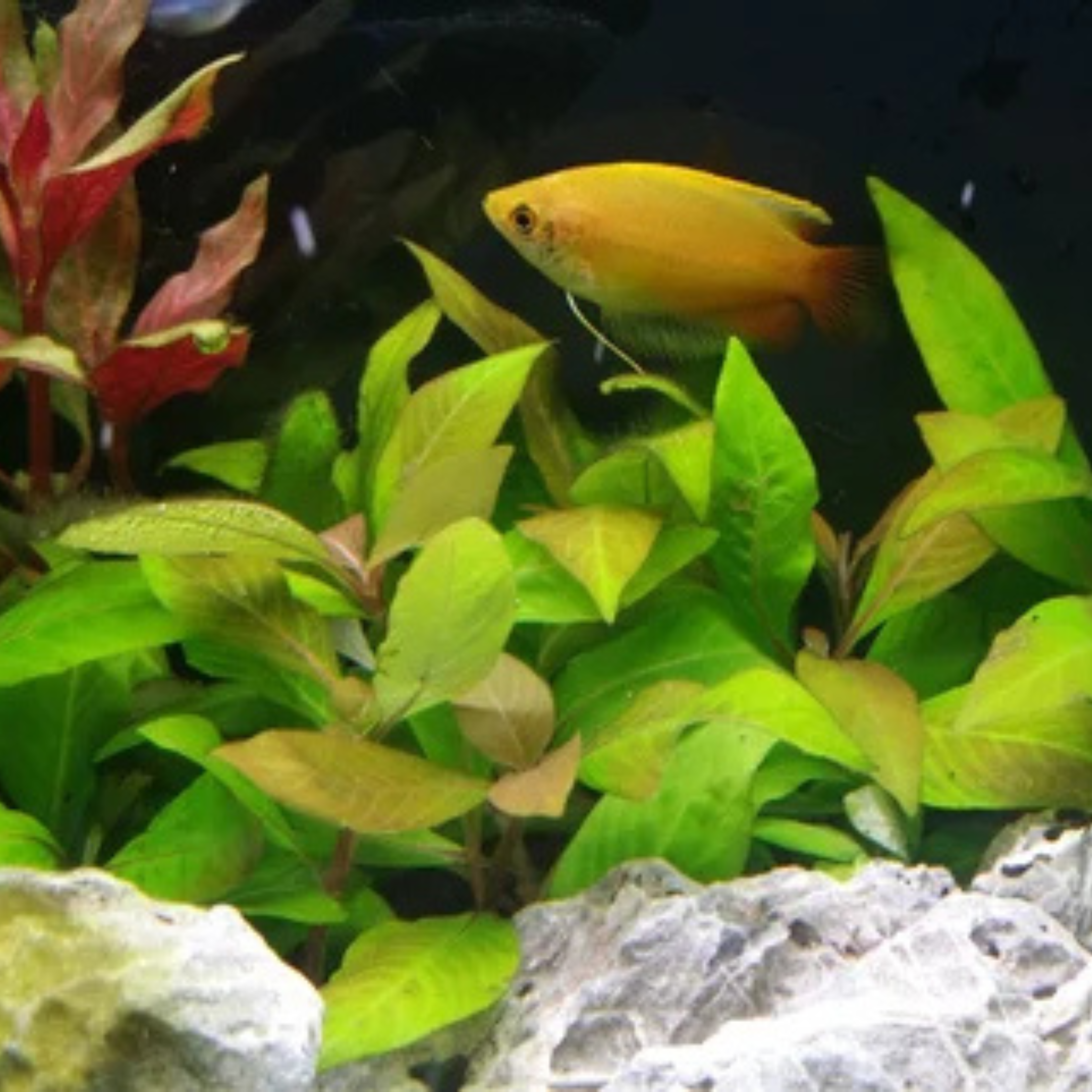 MRWP Hygrophila Corymbosa Compacta Aquarium Live Plant - view 2