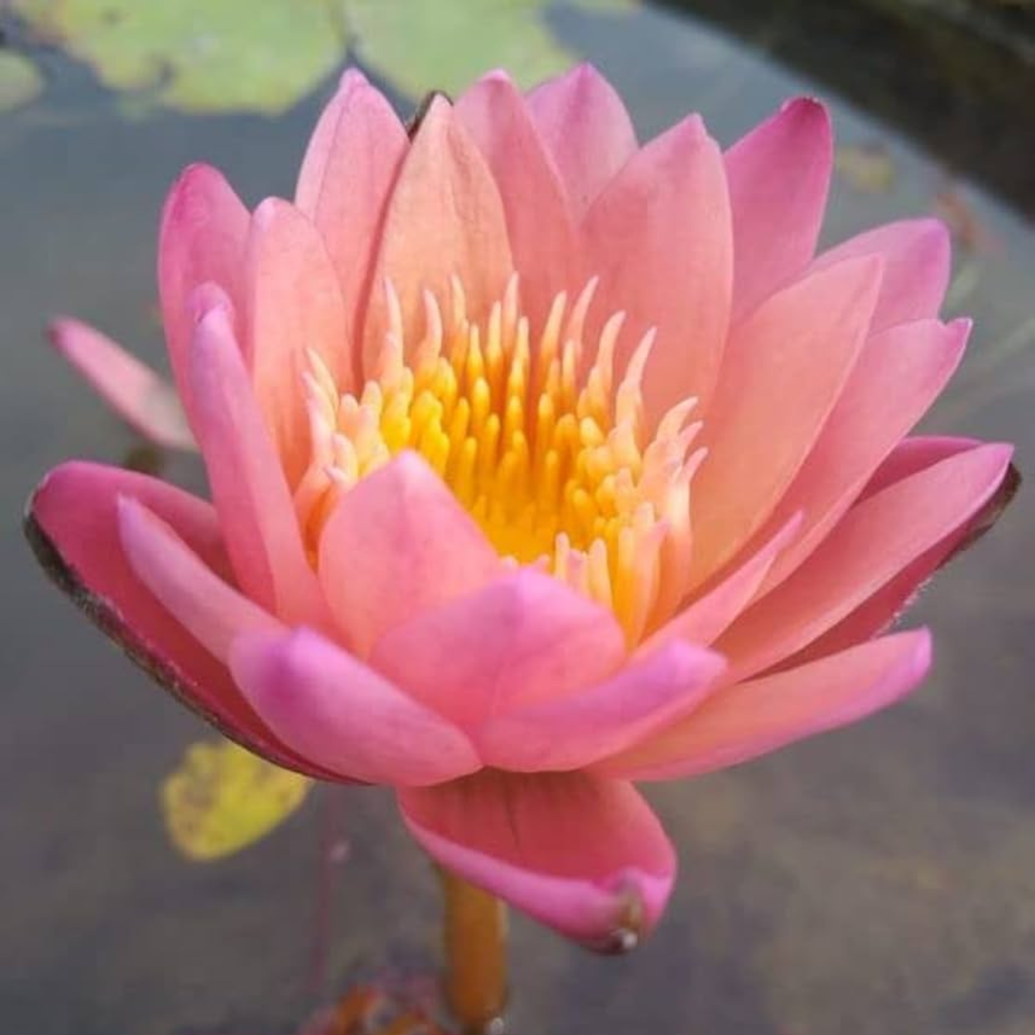 DZ Nymphaea Albert Greenberg - view 2
