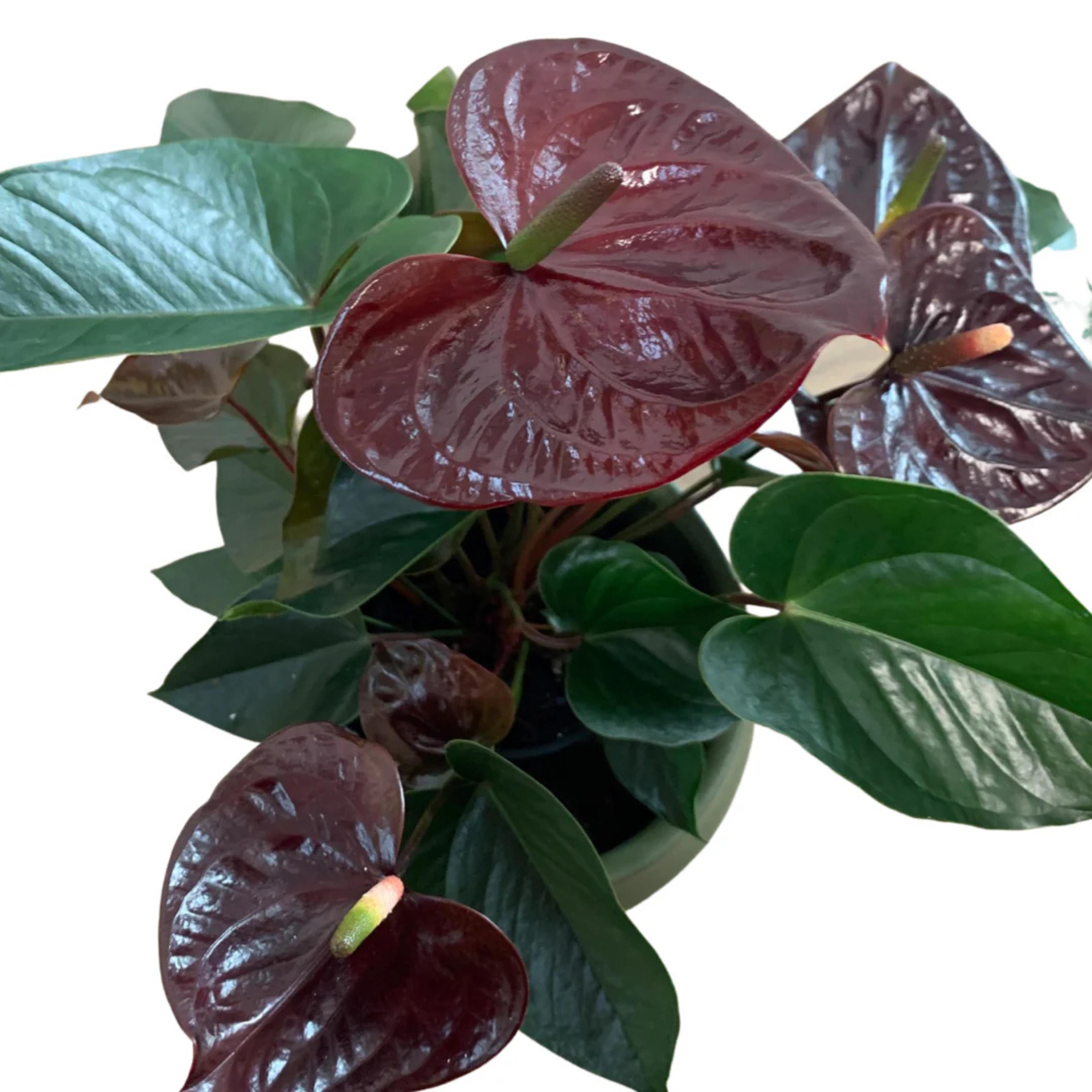 DZ Dwarf Anthurium Black Beauty Indoor/Outdoor Live Plant
