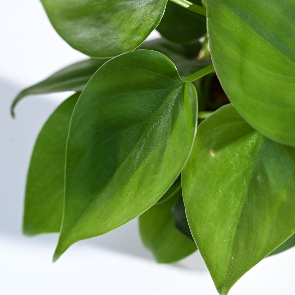 Ugaoo Philodendron Oxycardium Green Plant For Environment Day Gifting - view 48