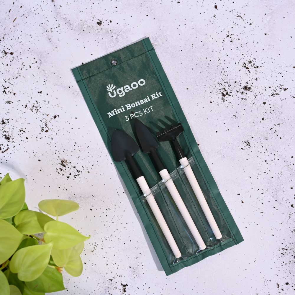 Ugaoo Mini Garden Bonsai Set