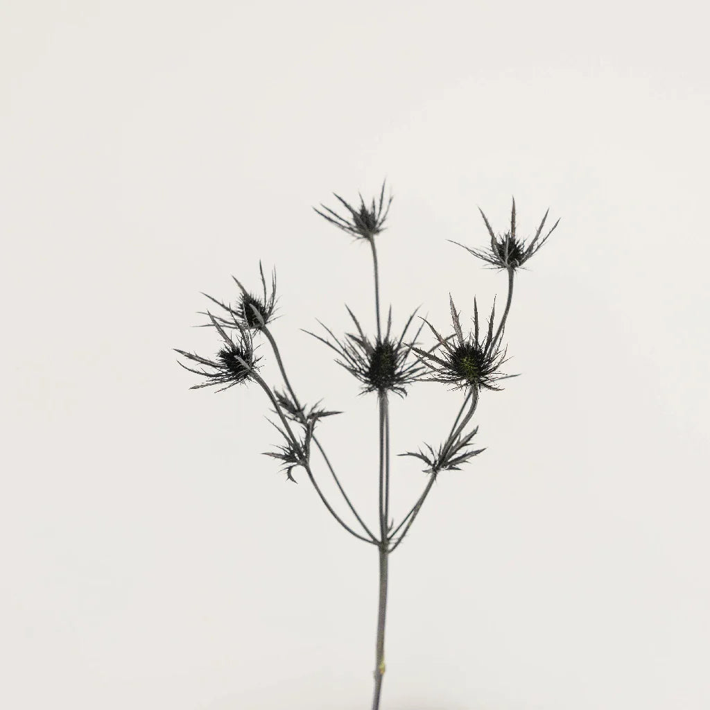 FiftyFlowers Black Thistle Flowers - view 2
