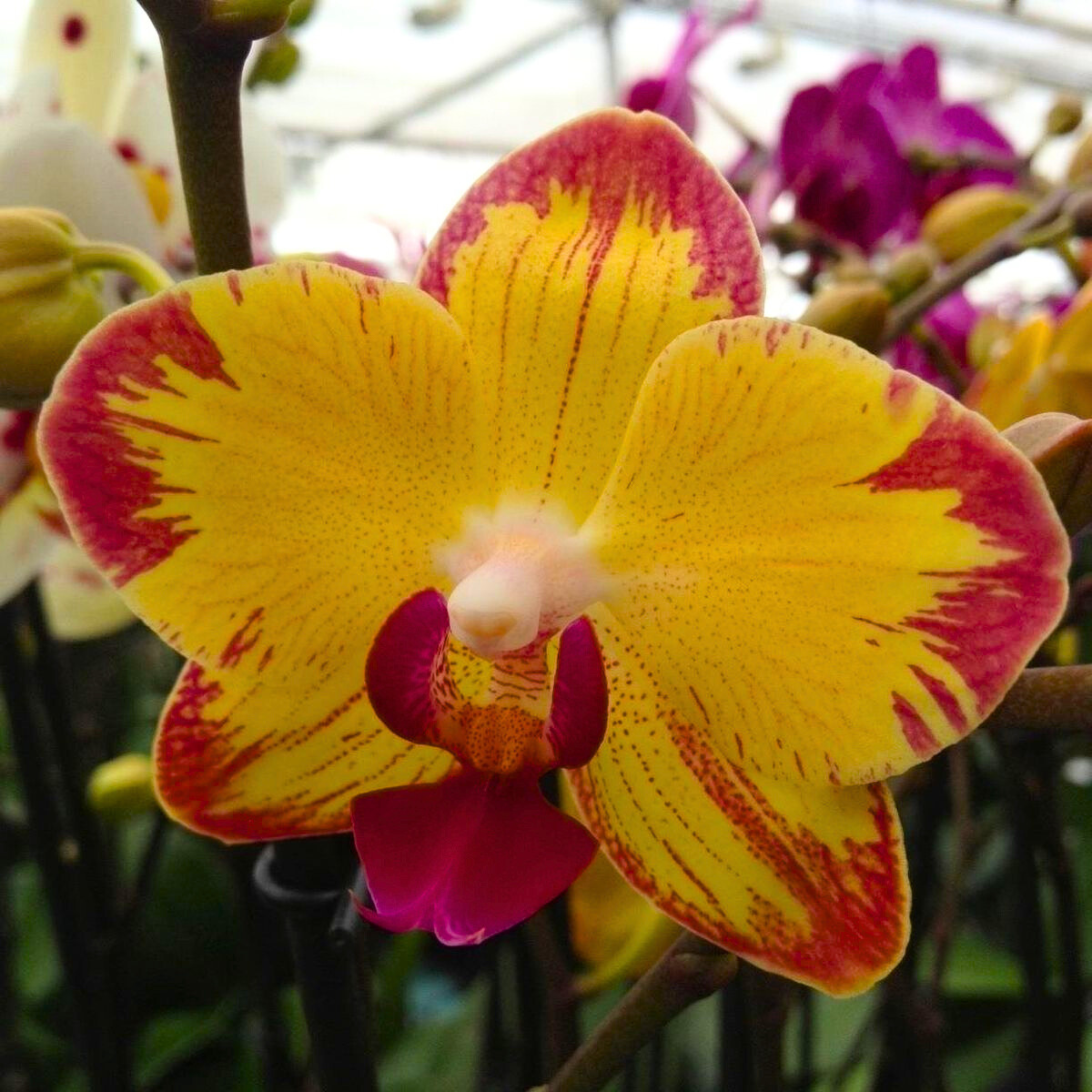 DZ Phalaenopsis Papagayo - Blooming Size