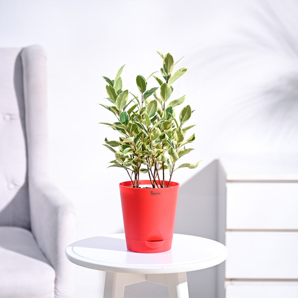 Ugaoo Ficus Prestige Plant - view 9